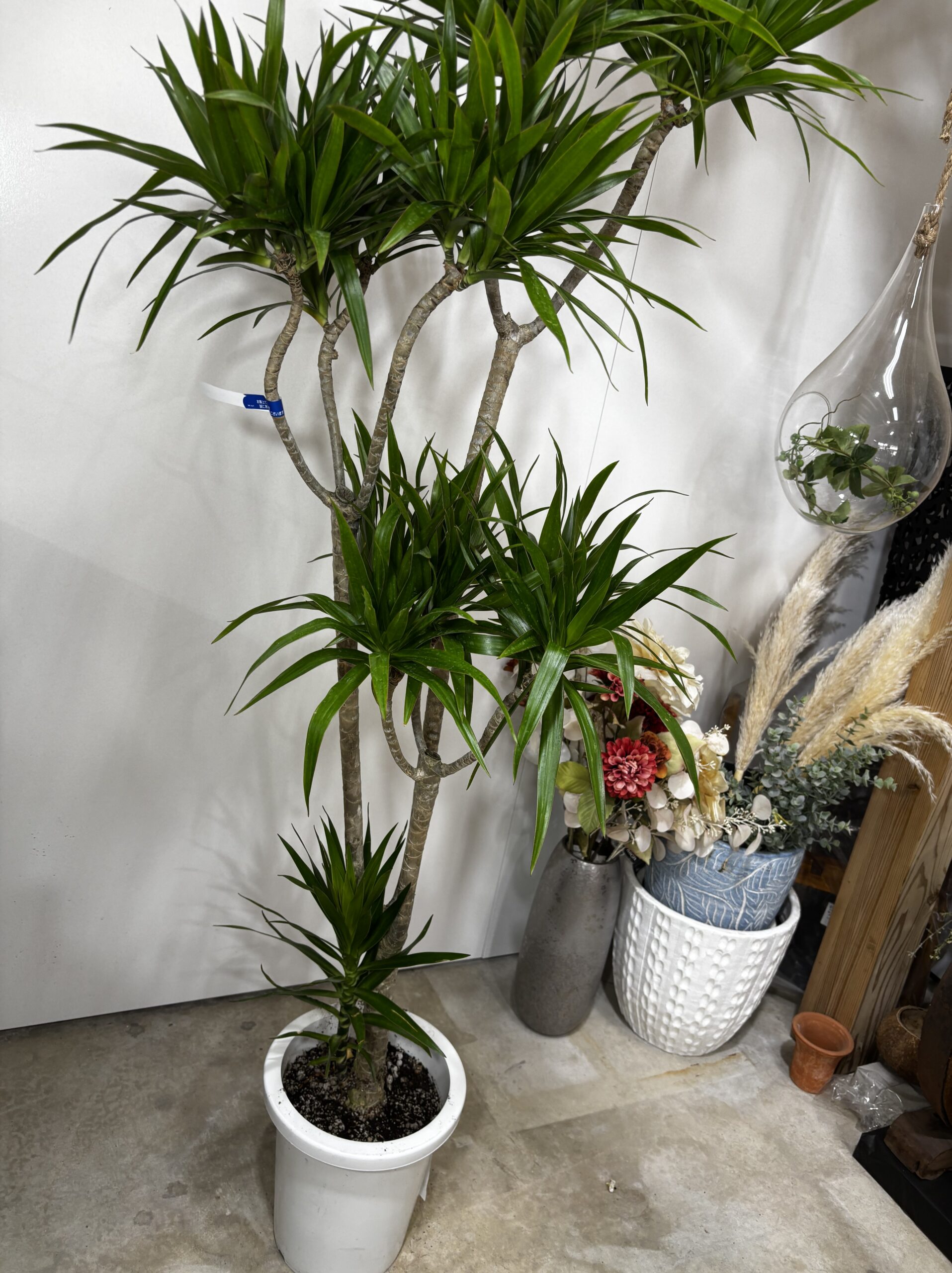 ドラセナ・ナビー 8号 - 画像 (11)
