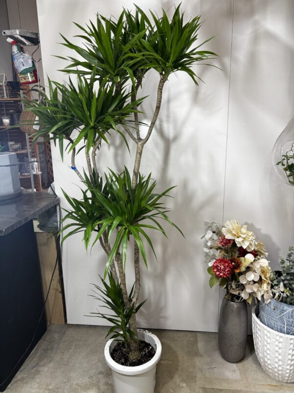 ドラセナ・ナビー 8号 | Plants Shop Big Smile 通販