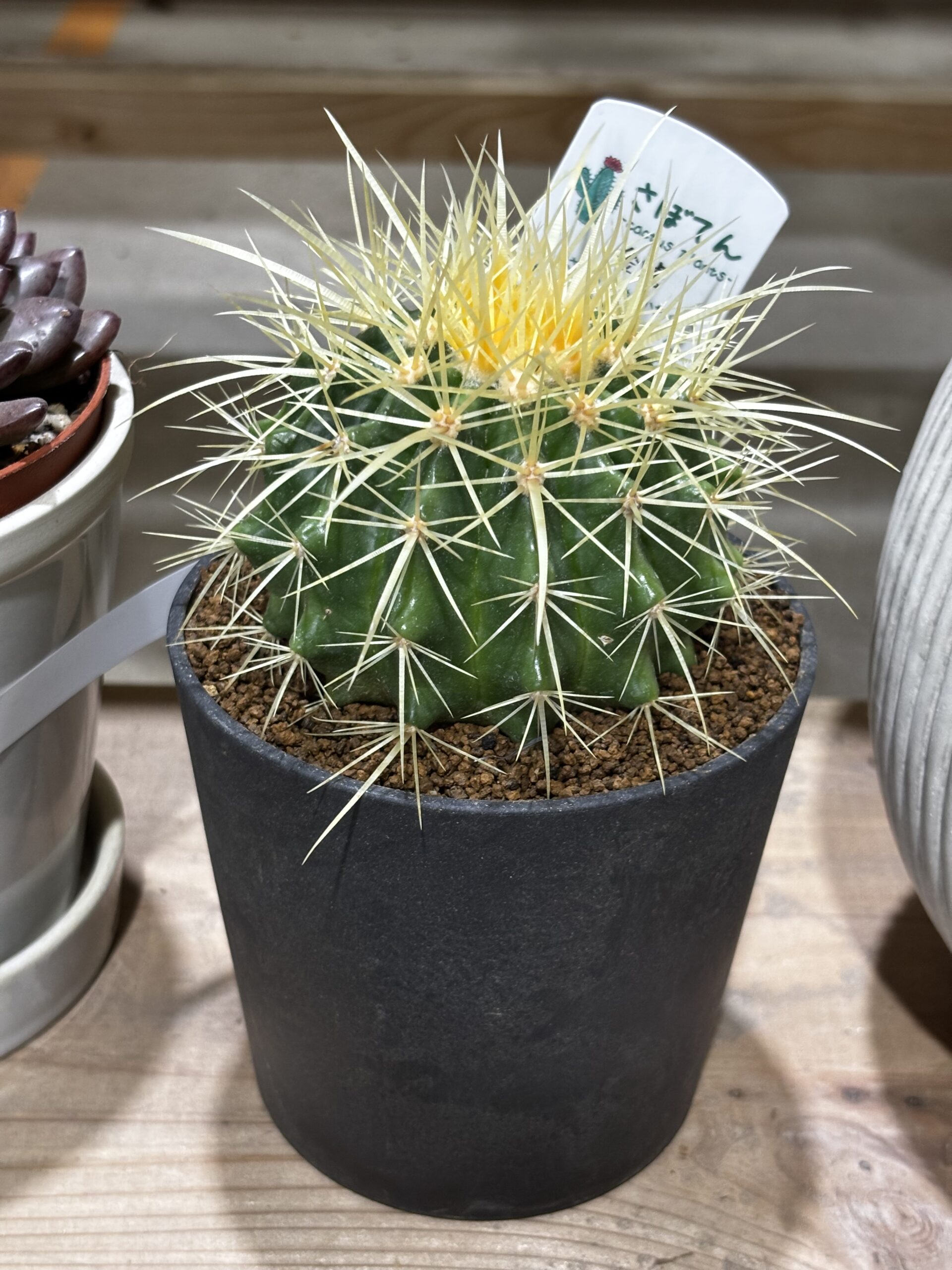 キンシャチ 4号