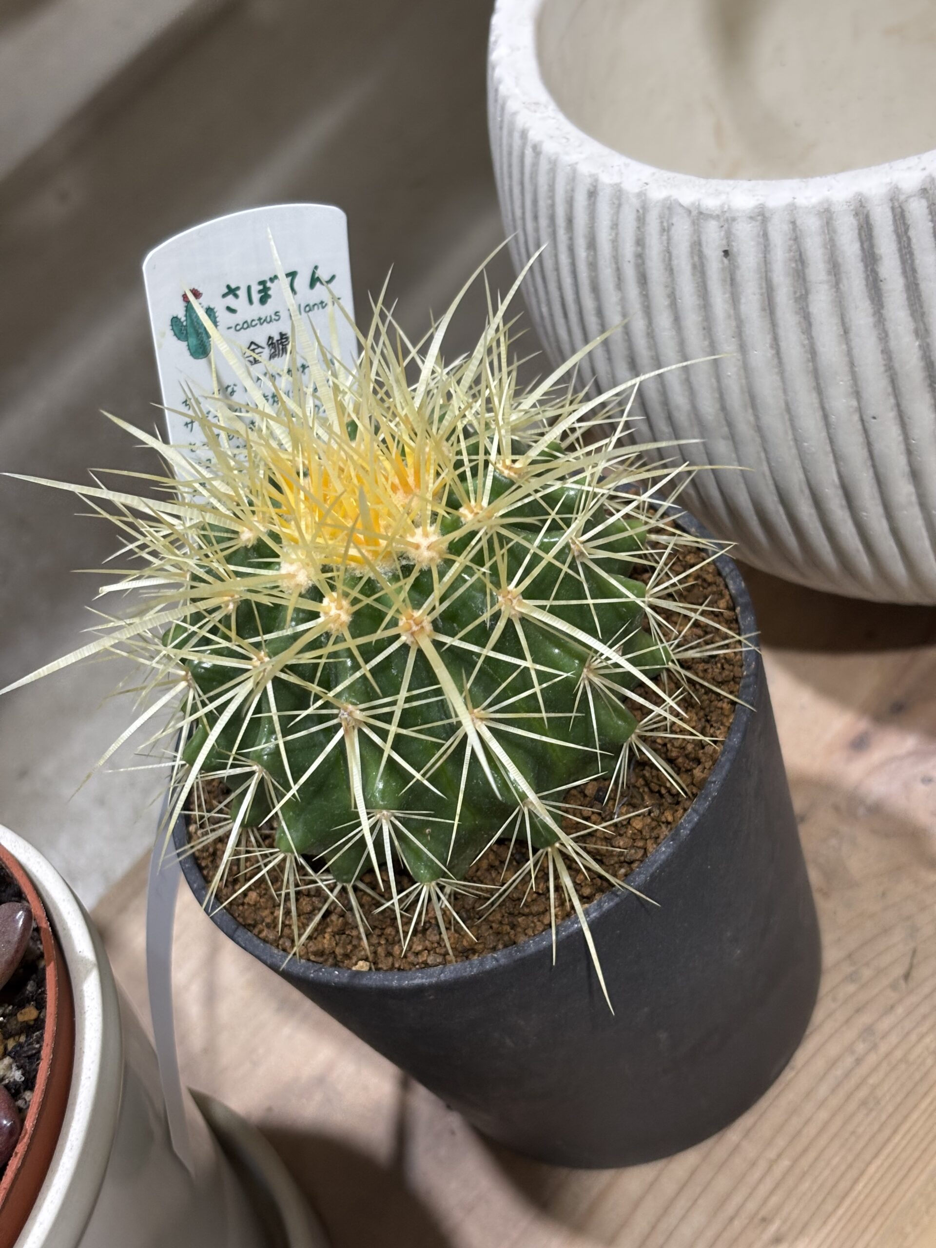 キンシャチ 4号 - 画像 (2)