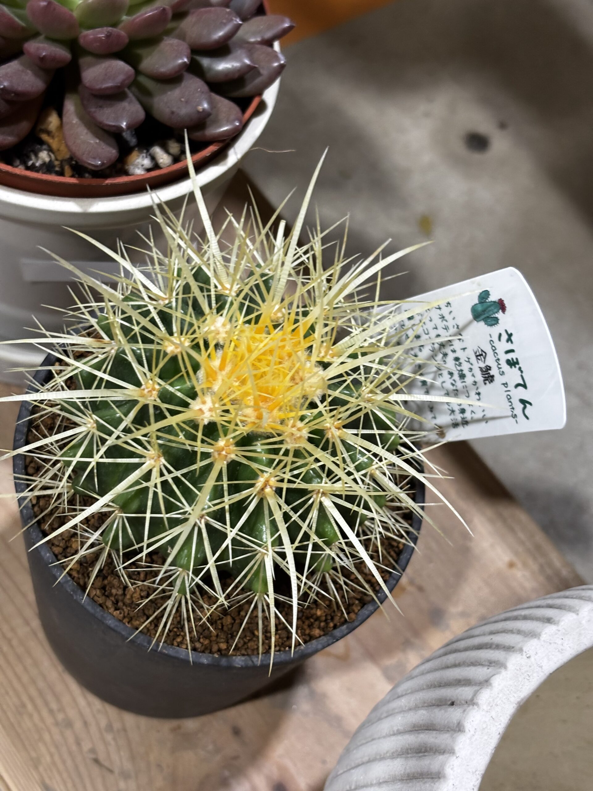 キンシャチ 4号 - 画像 (3)