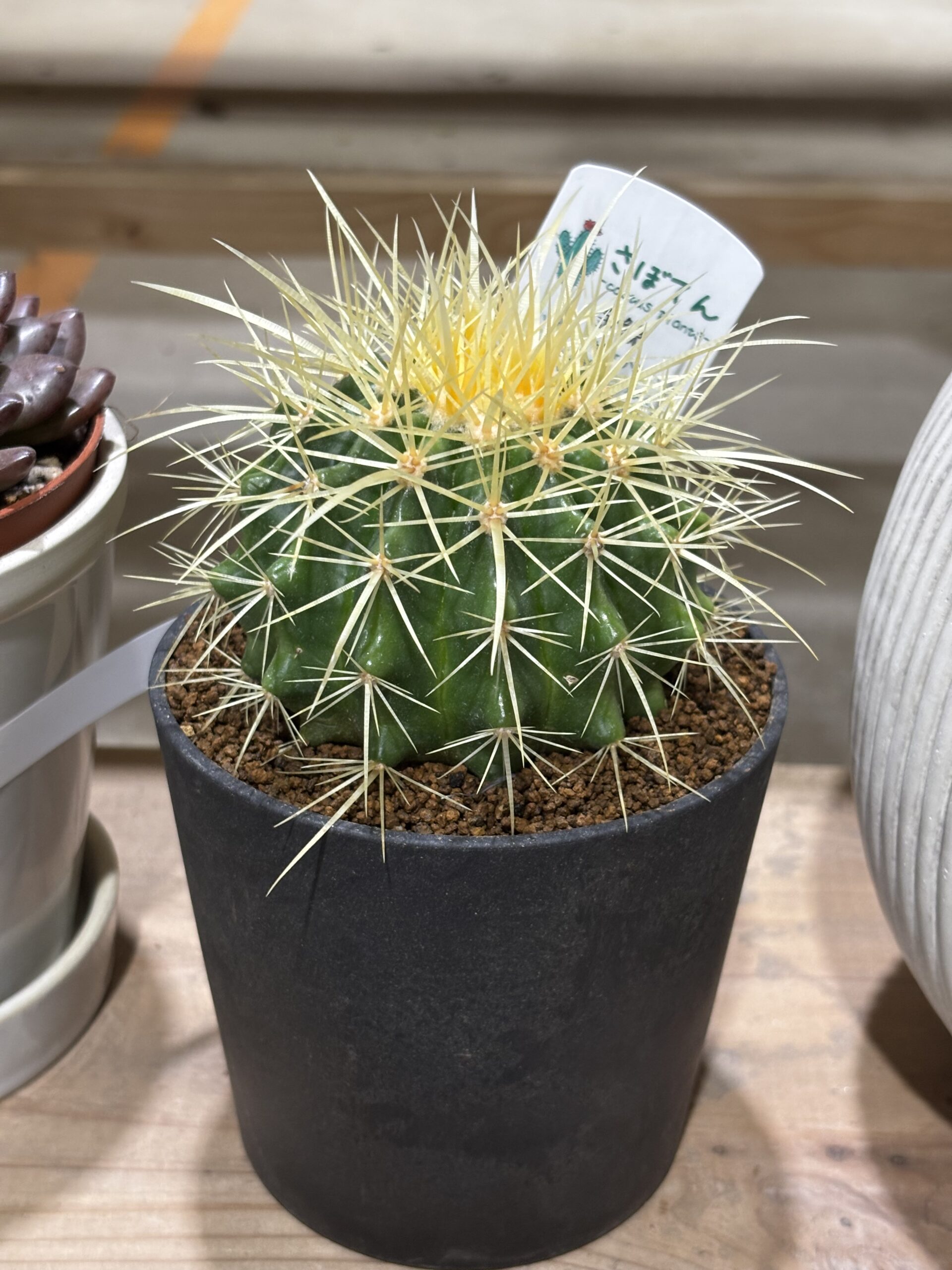 キンシャチ 4号 - 画像 (4)