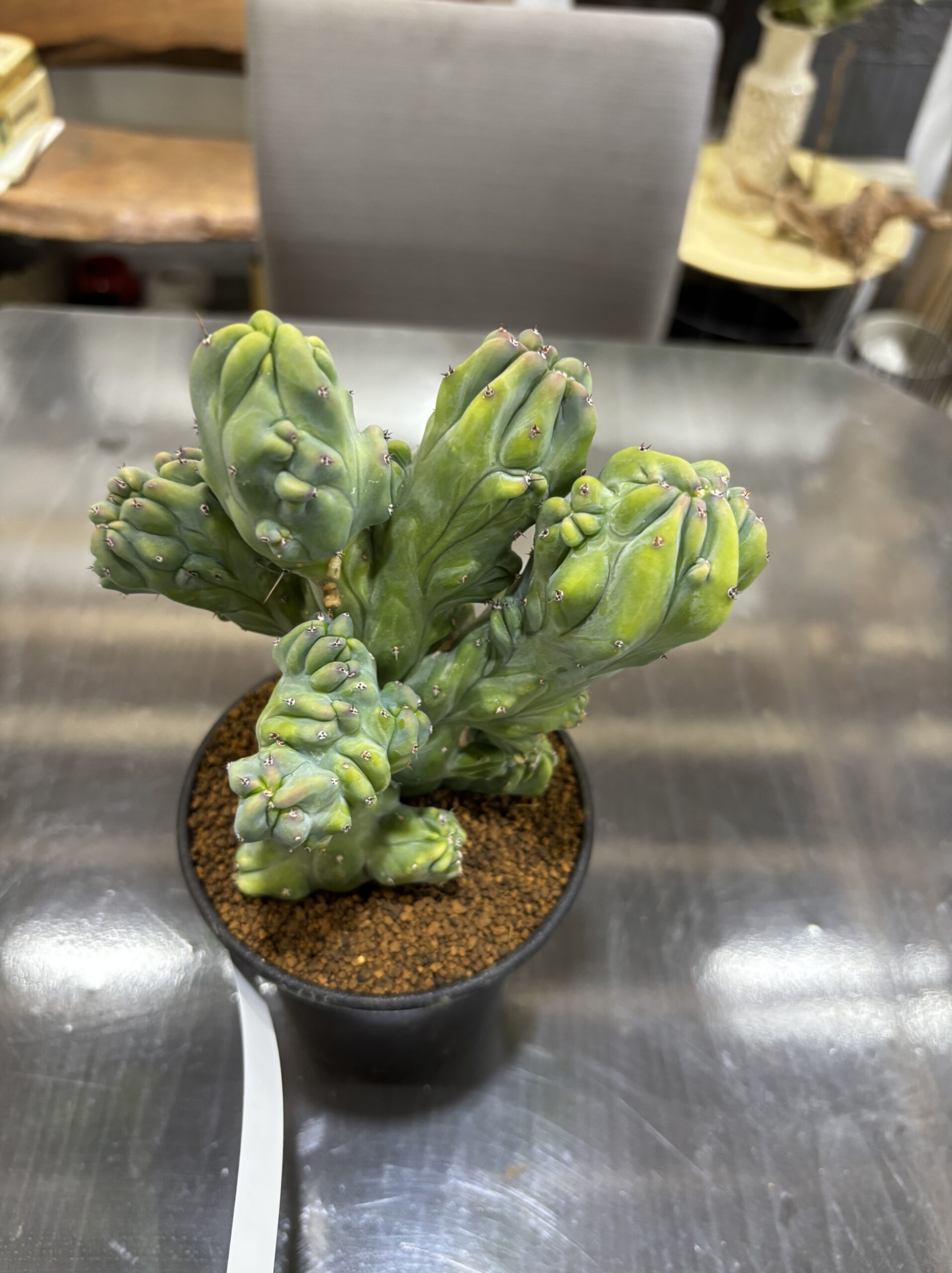 竜神木 3.5号 - 画像 (2)