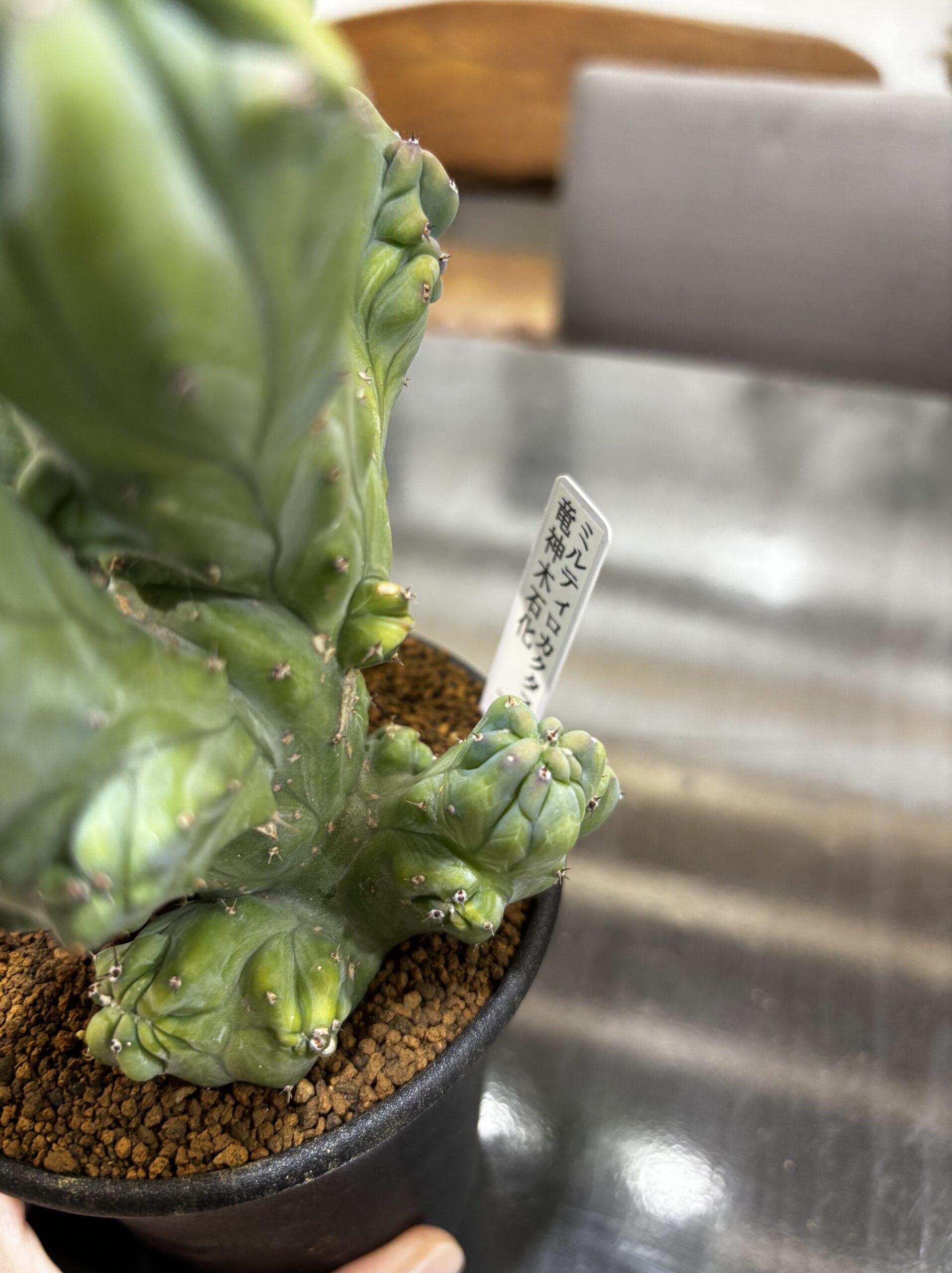 竜神木 3.5号 - 画像 (3)