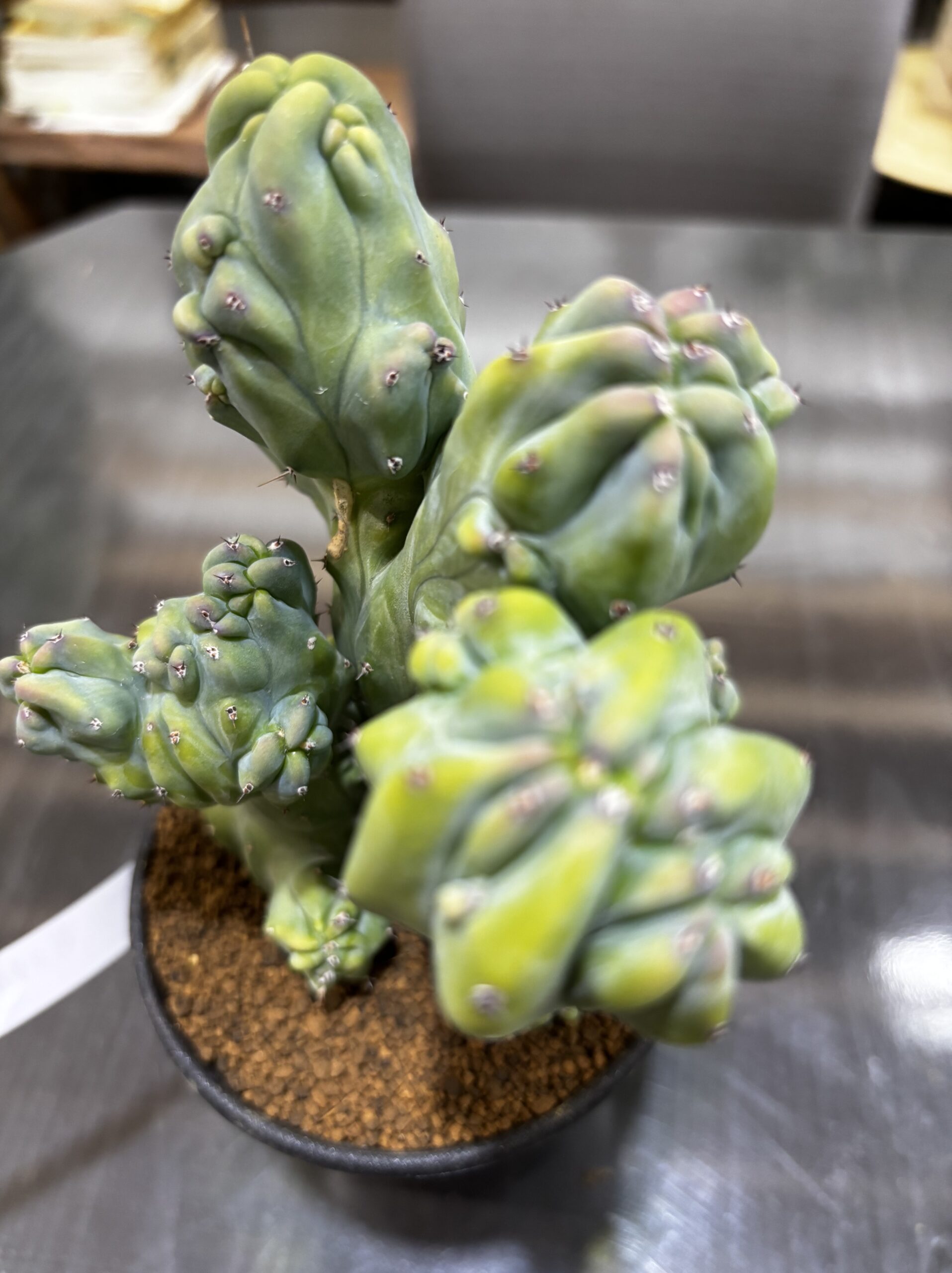 竜神木 3.5号 - 画像 (4)