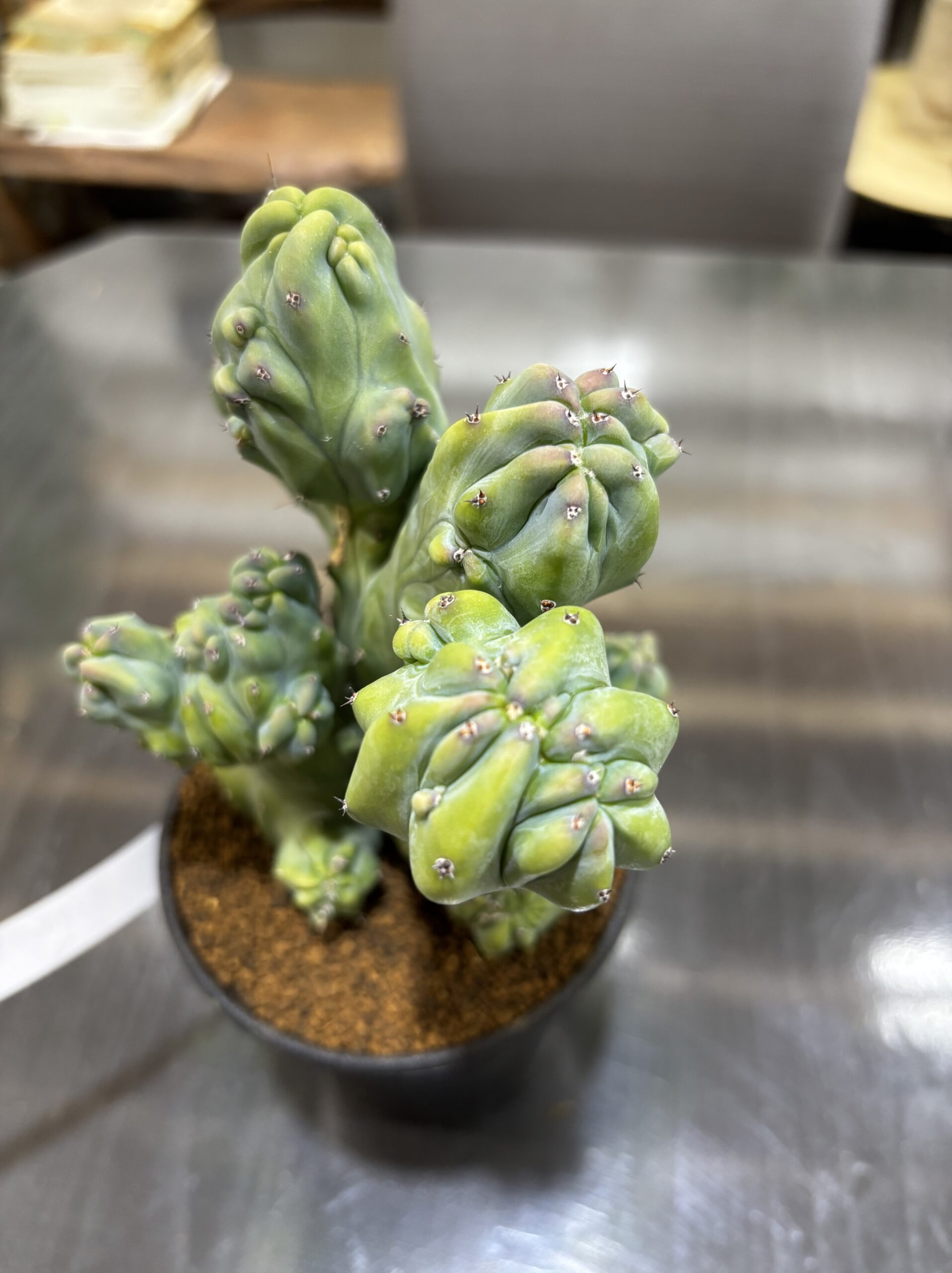 竜神木 3.5号 - 画像 (5)