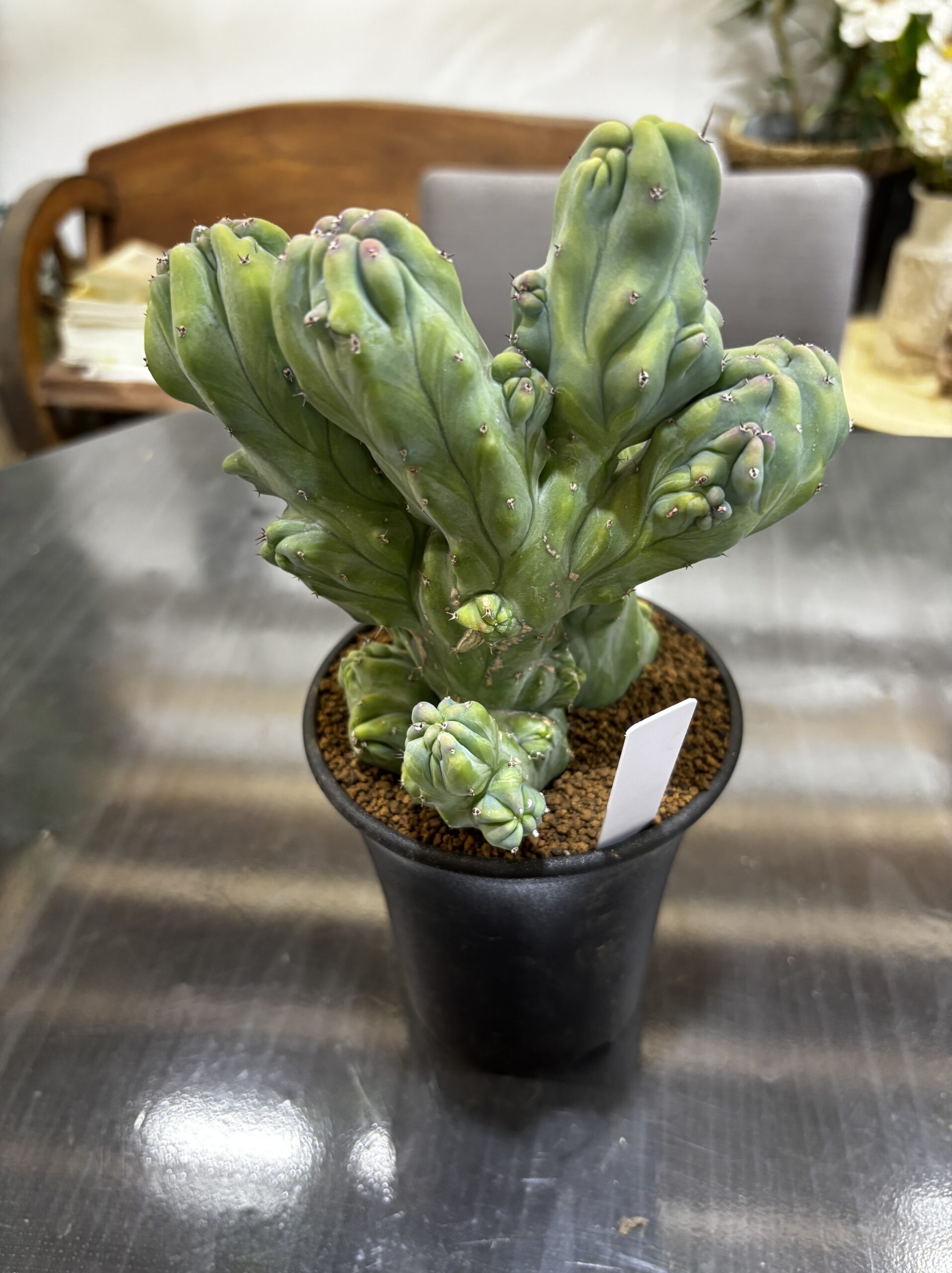 竜神木 3.5号 - 画像 (6)