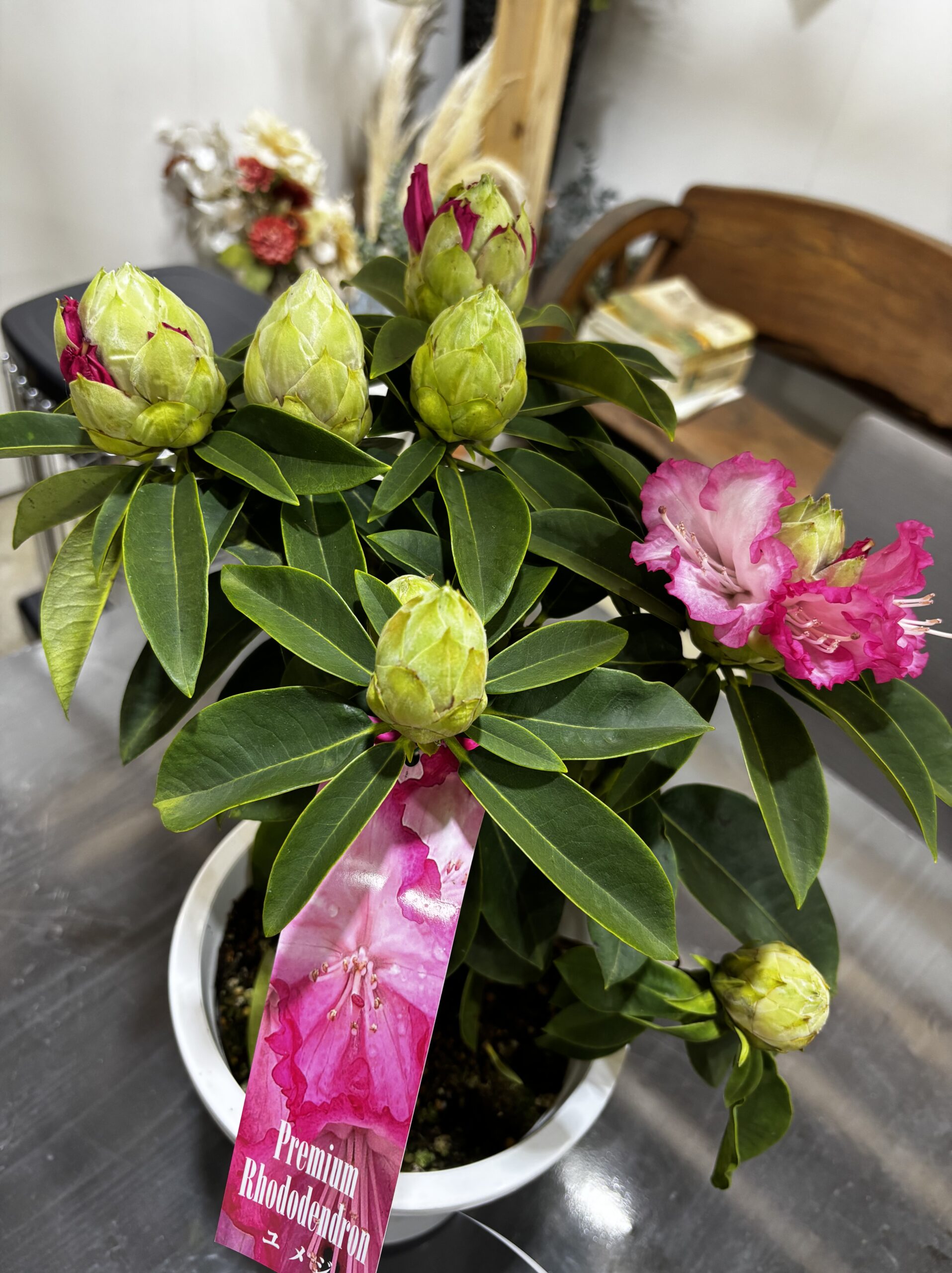 シャクナゲ 夢路 6号 - 画像 (6)