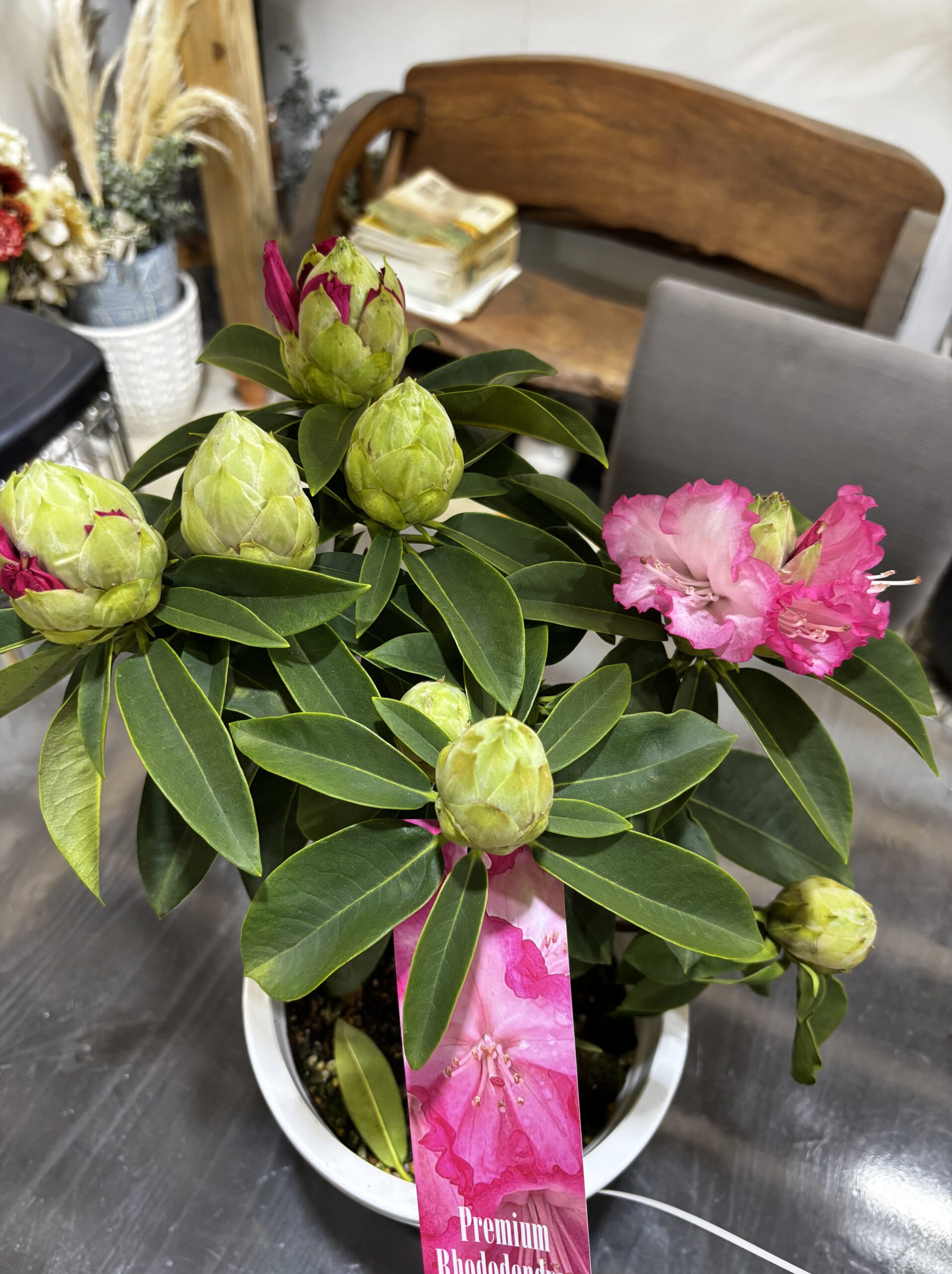 シャクナゲ 夢路 6号 - 画像 (5)