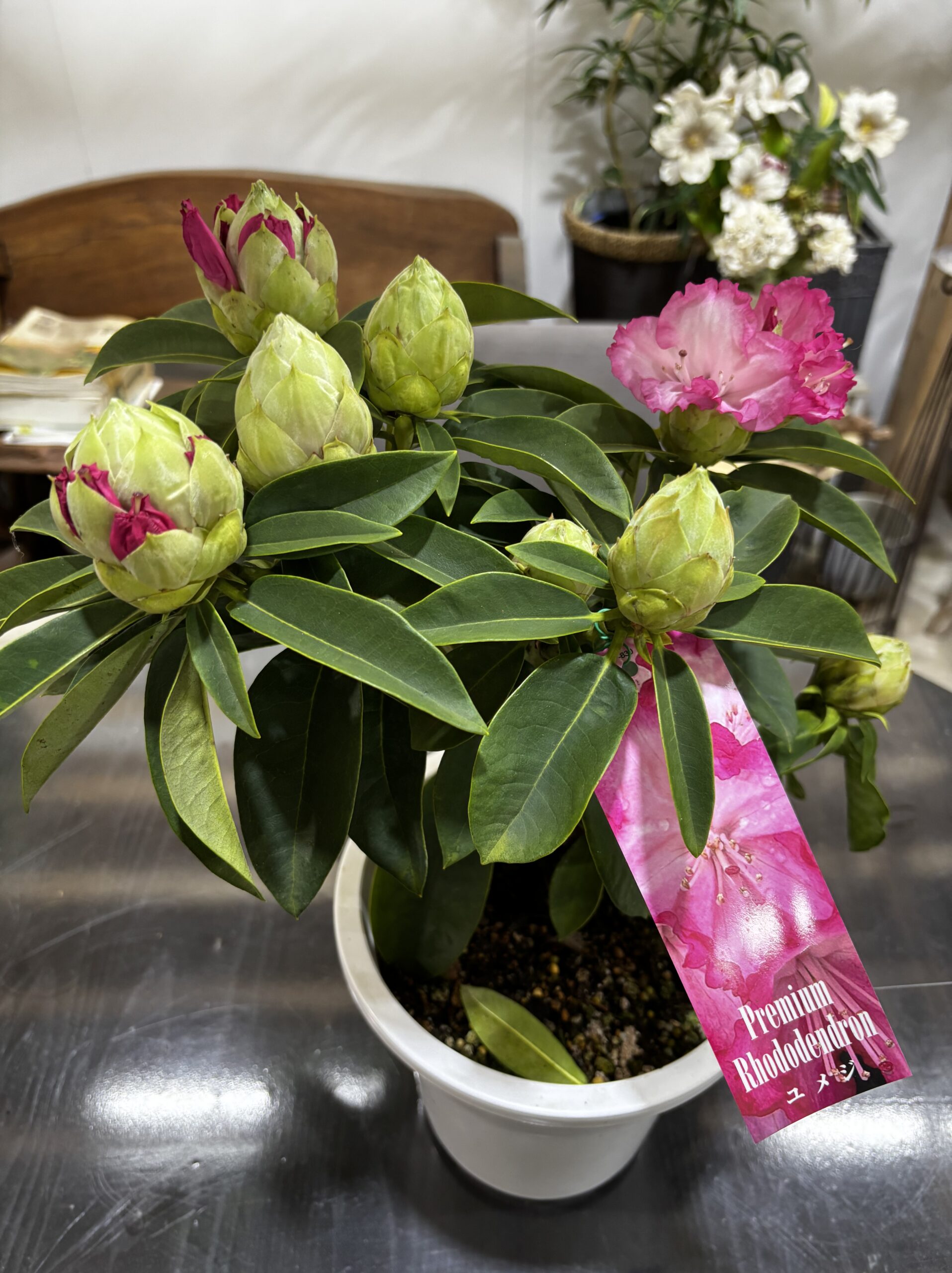 シャクナゲ 夢路 6号 - 画像 (4)