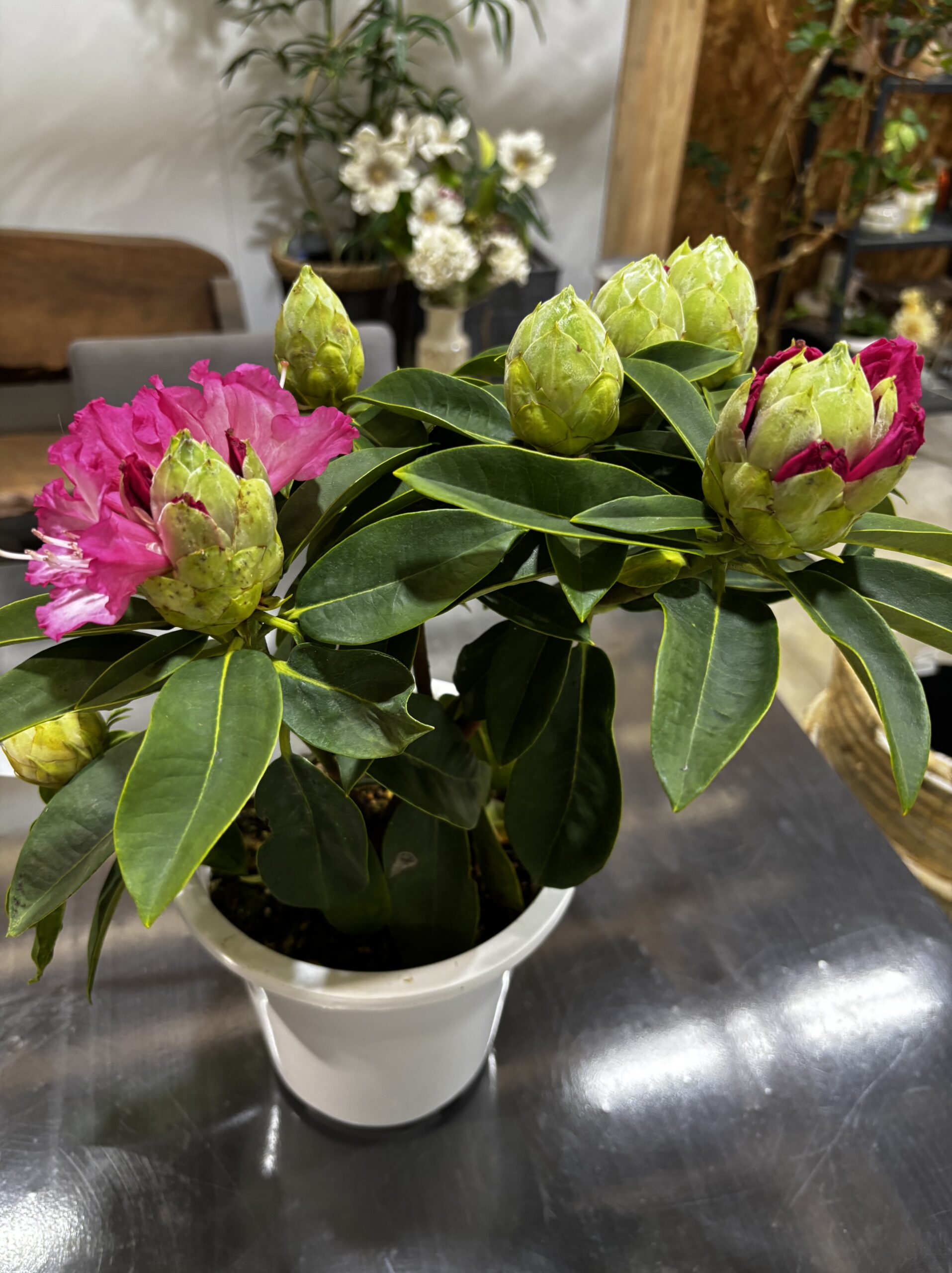 シャクナゲ 夢路 6号 - 画像 (3)