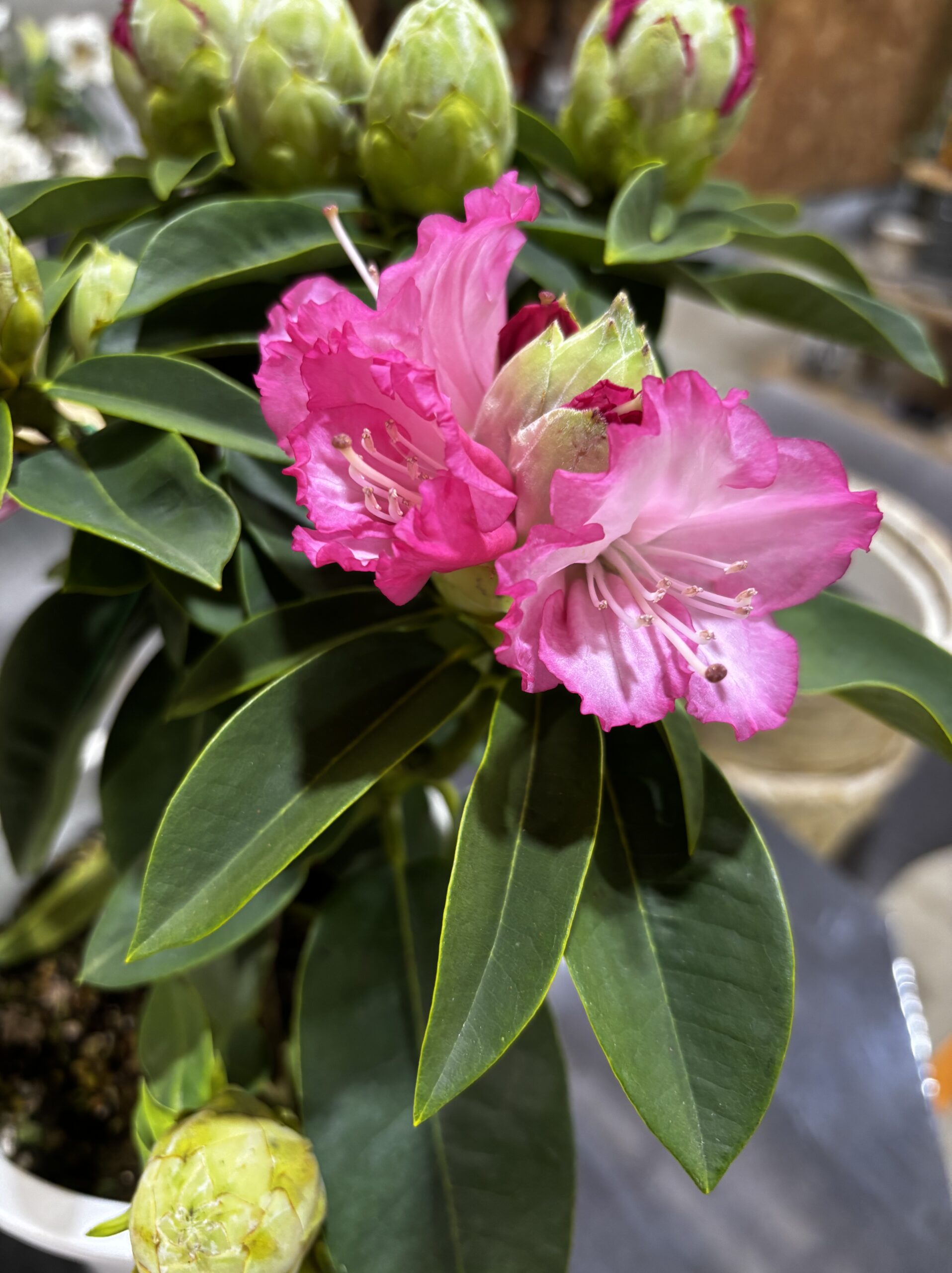 シャクナゲ 夢路 6号 - 画像 (2)