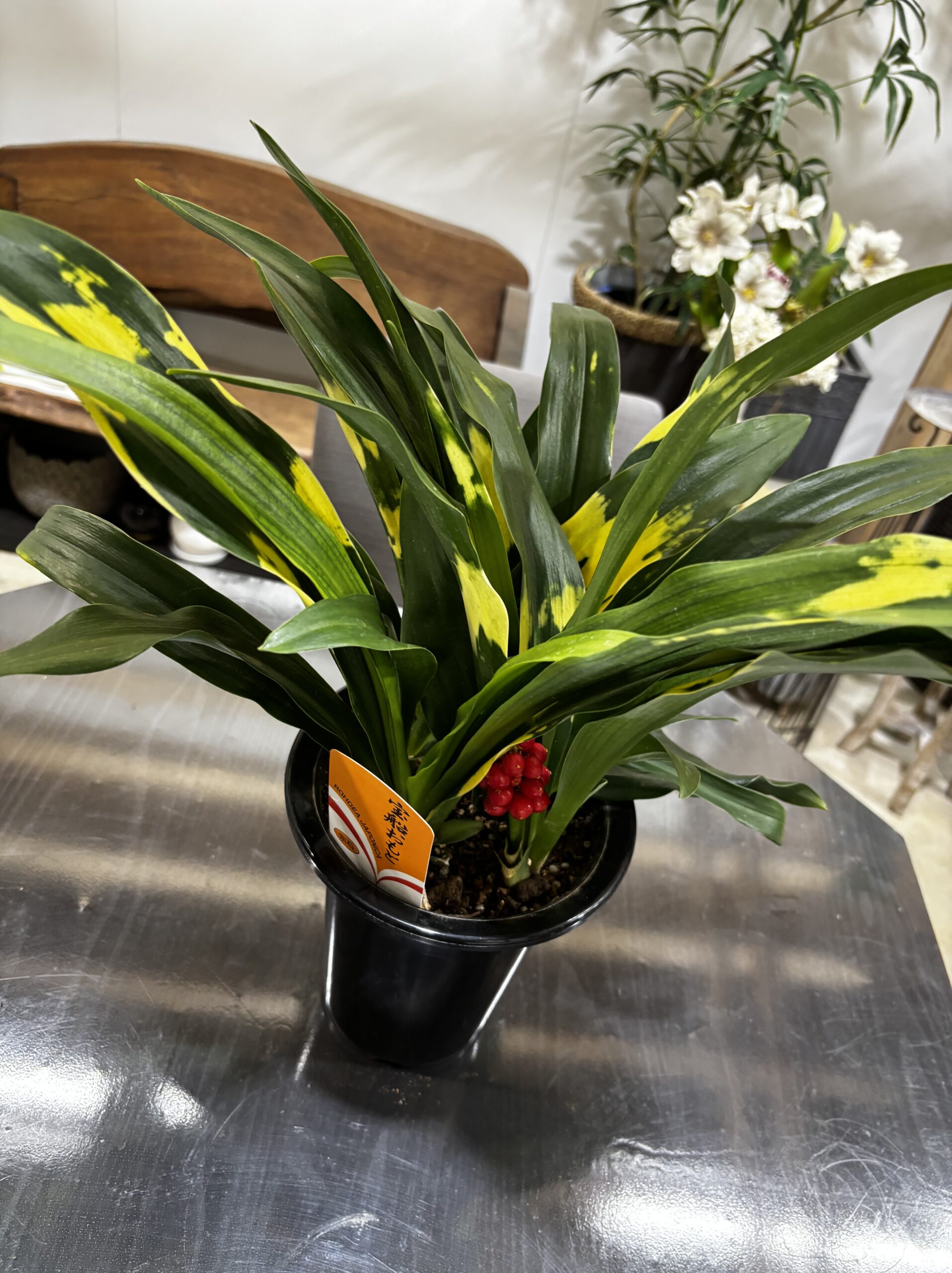 オモト 5.5号 - 画像 (2)