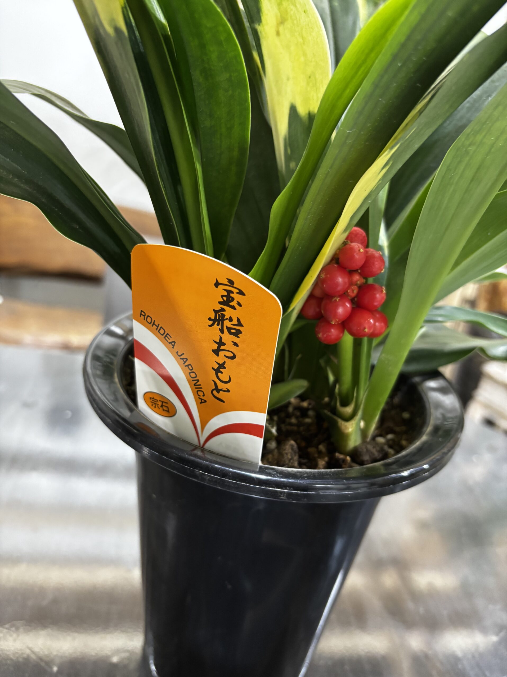 オモト 5.5号 - 画像 (4)