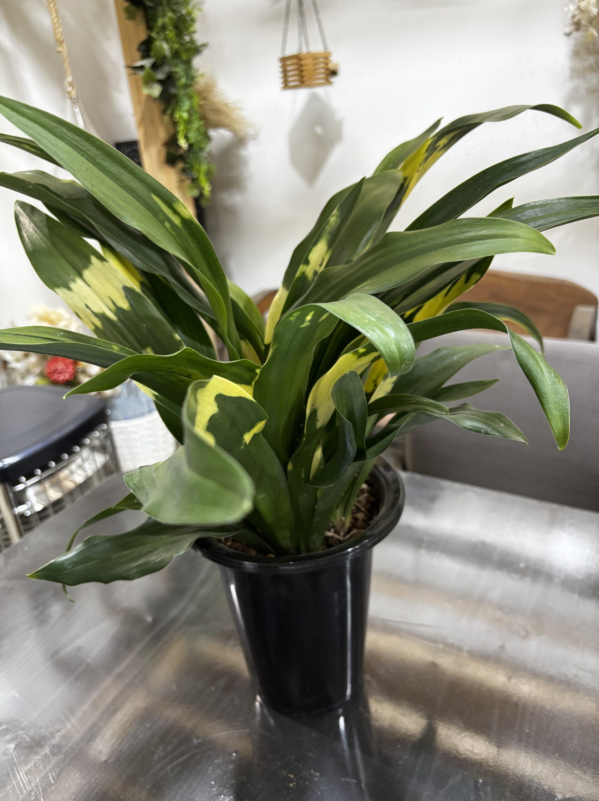 オモト 5.5号 - 画像 (5)