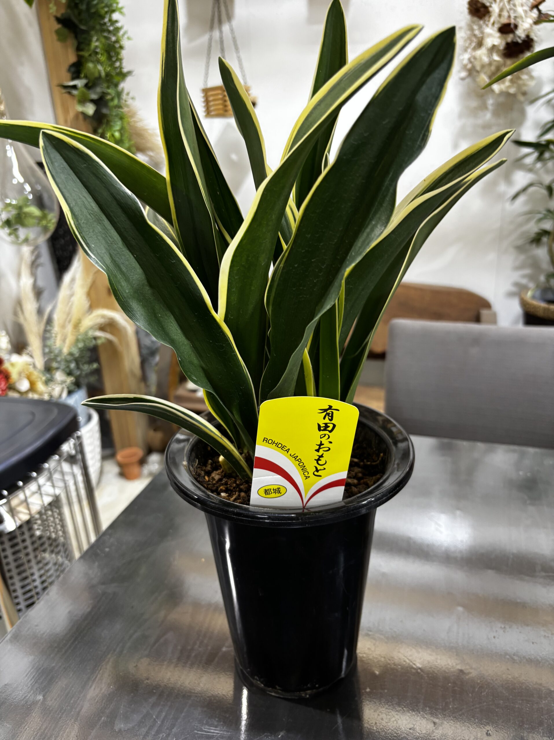 オモト 5.5号 - 画像 (6)