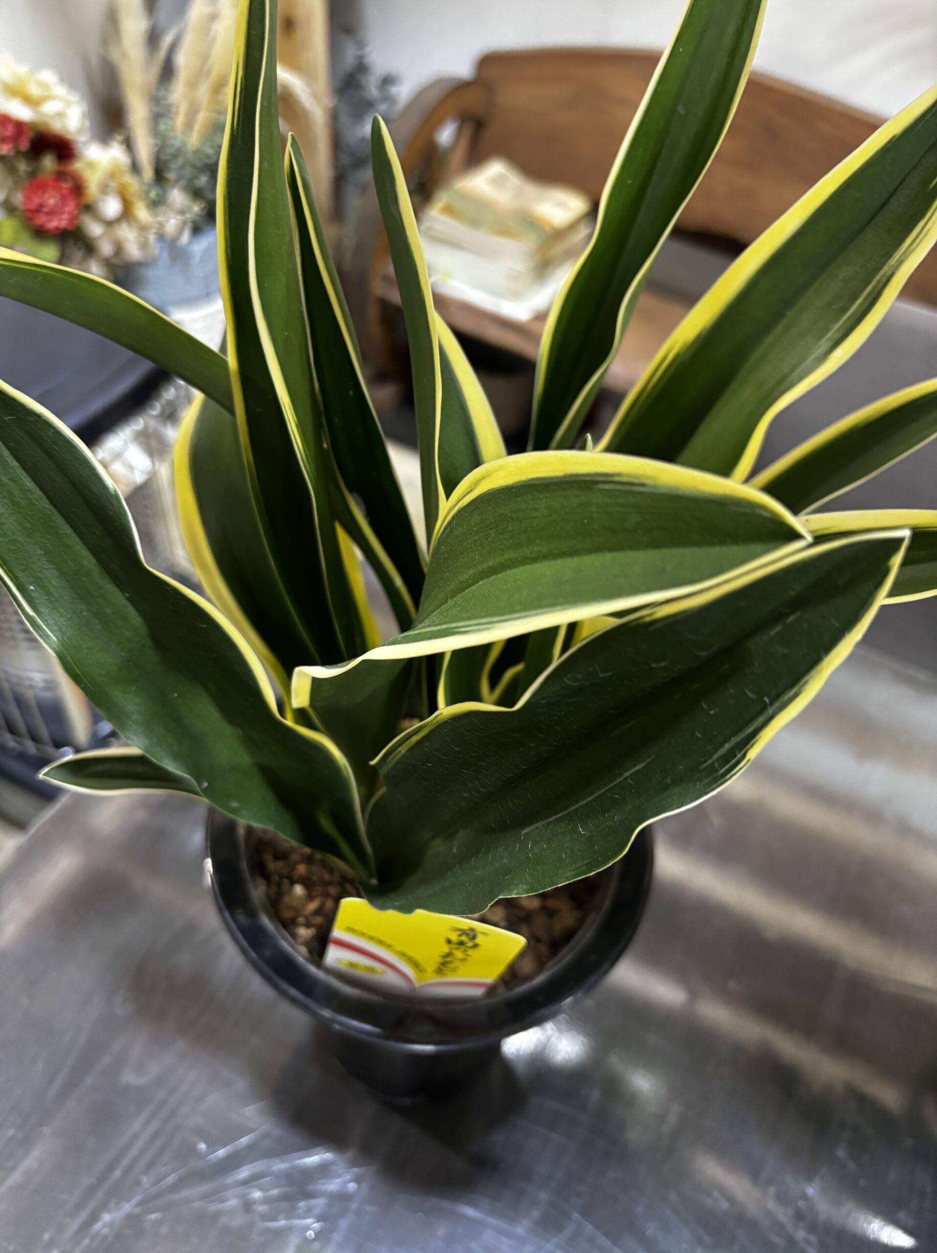 オモト 5.5号 - 画像 (7)