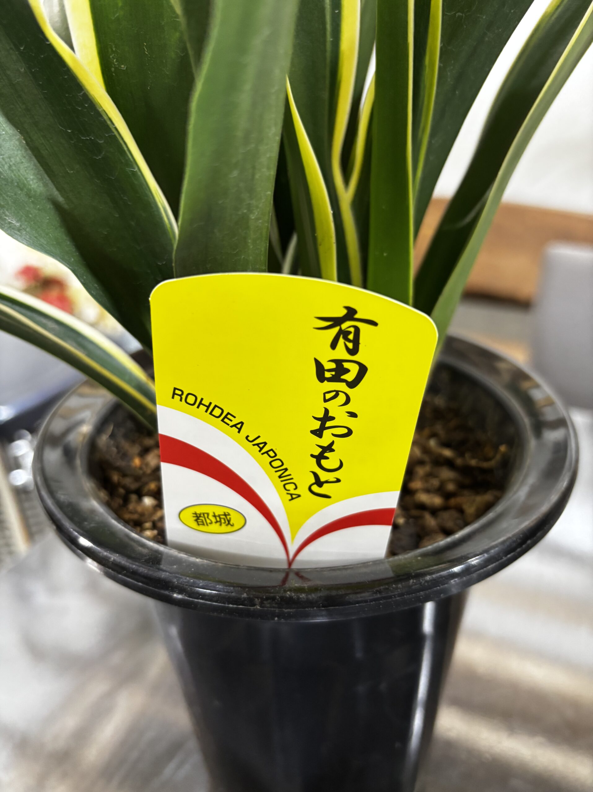 オモト 5.5号 - 画像 (8)