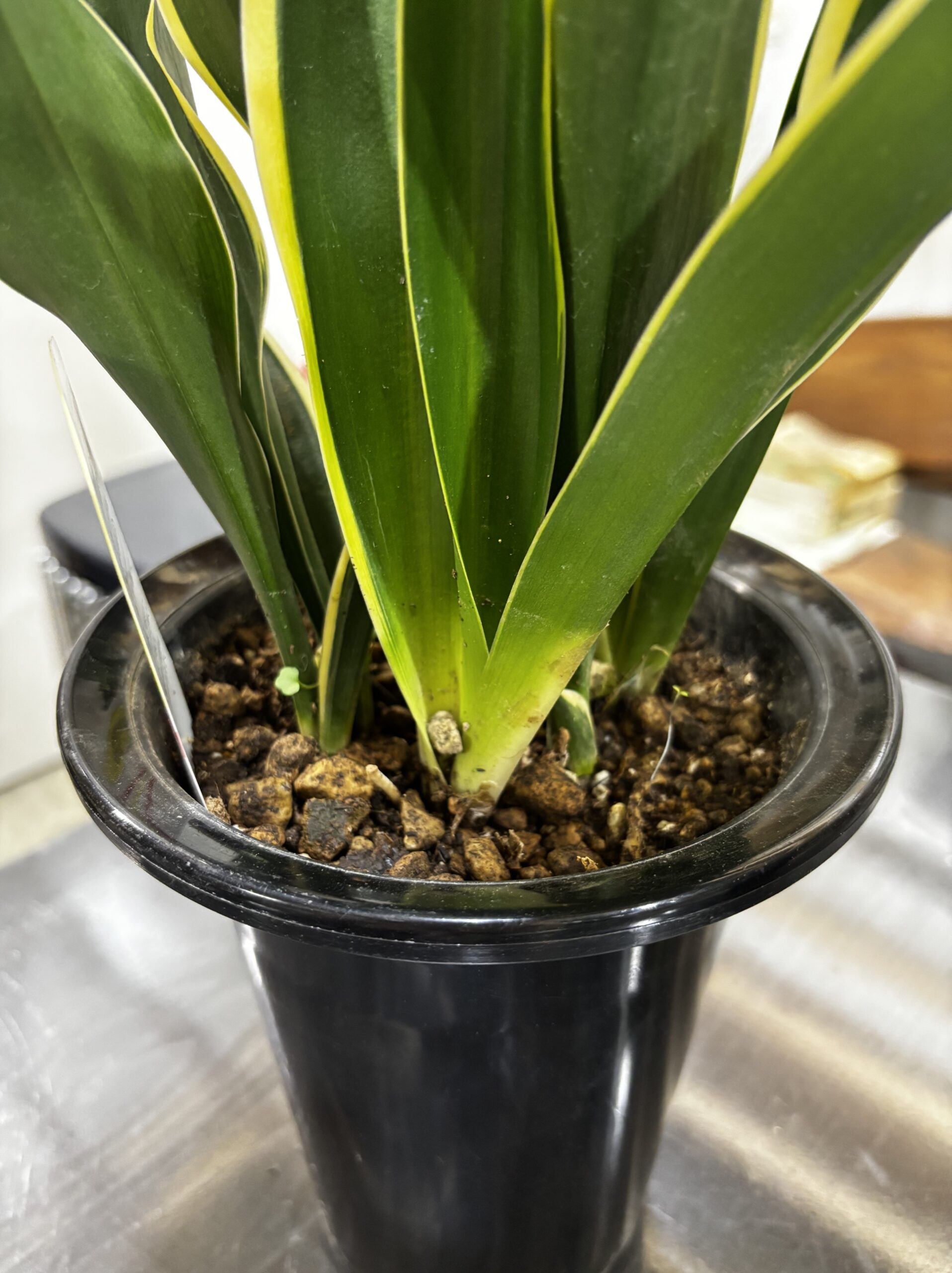 オモト 5.5号 - 画像 (9)