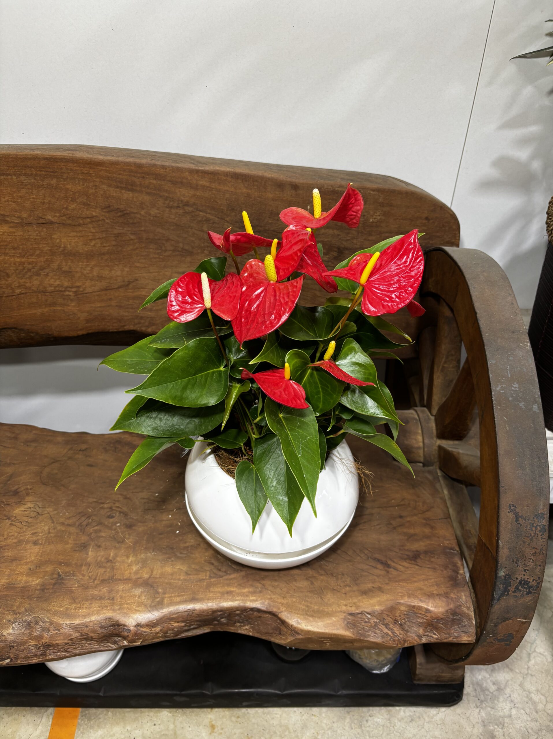 アンスリウム MIX 6号