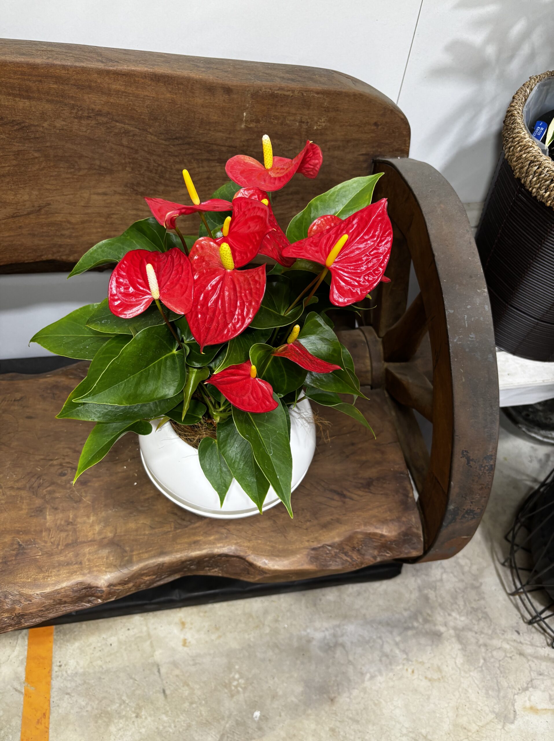 アンスリウム　MIX　６号 - 画像 (2)