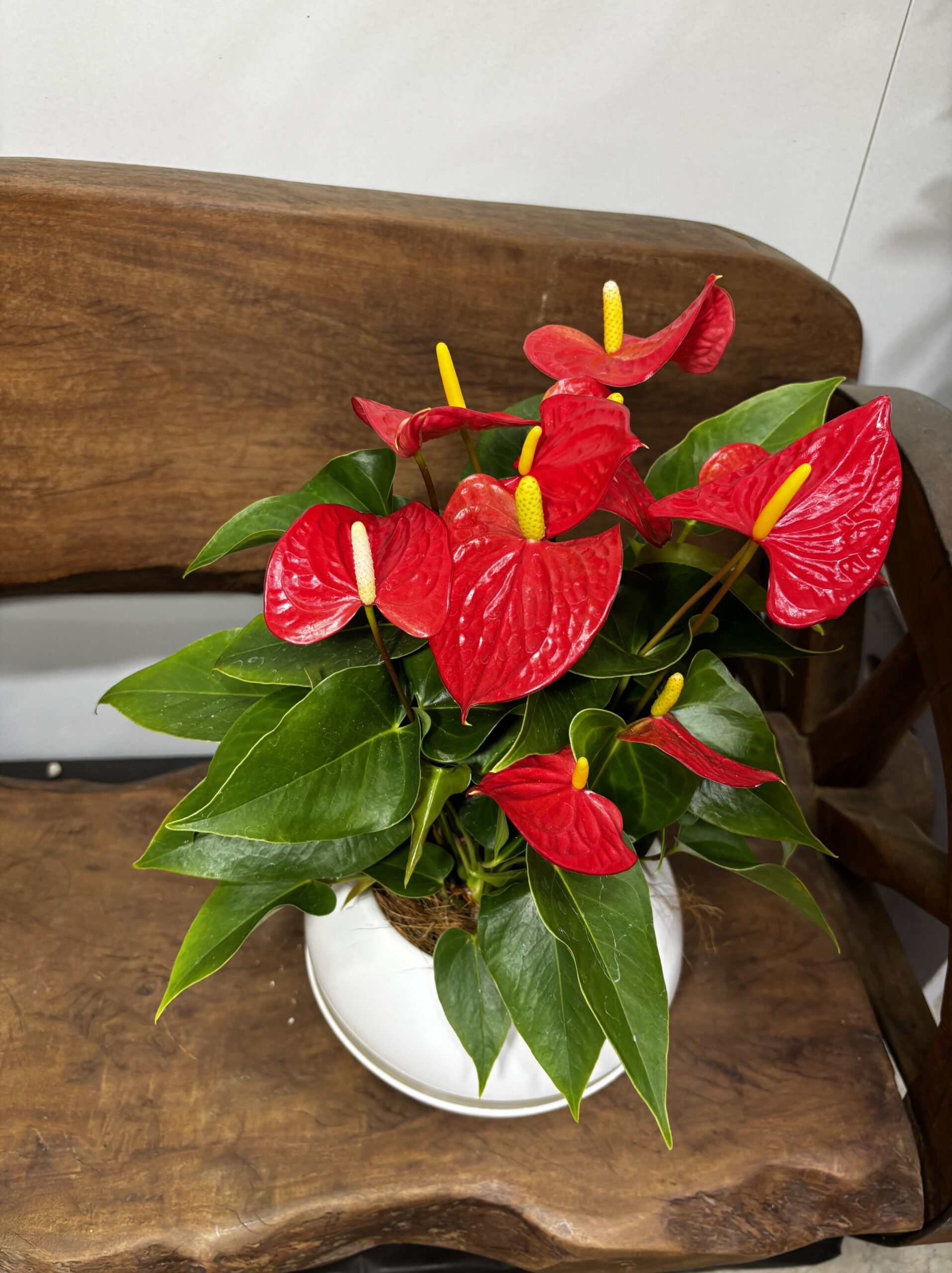 アンスリウム　MIX　６号 - 画像 (3)