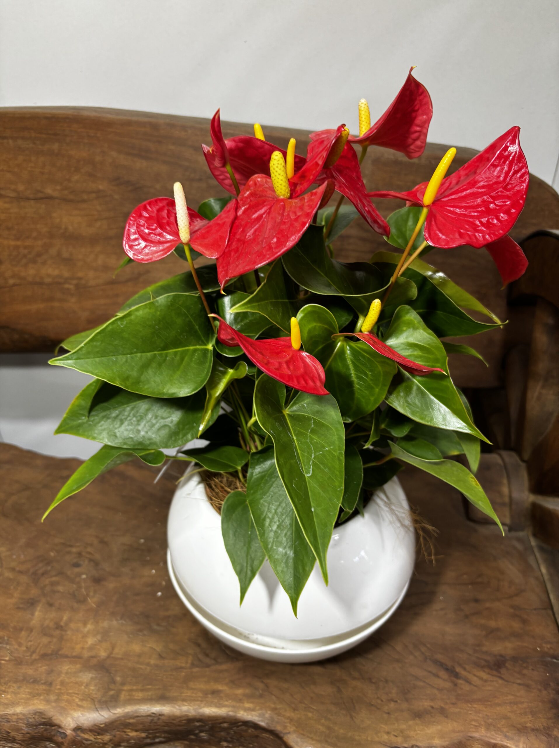 アンスリウム　MIX　６号 - 画像 (4)