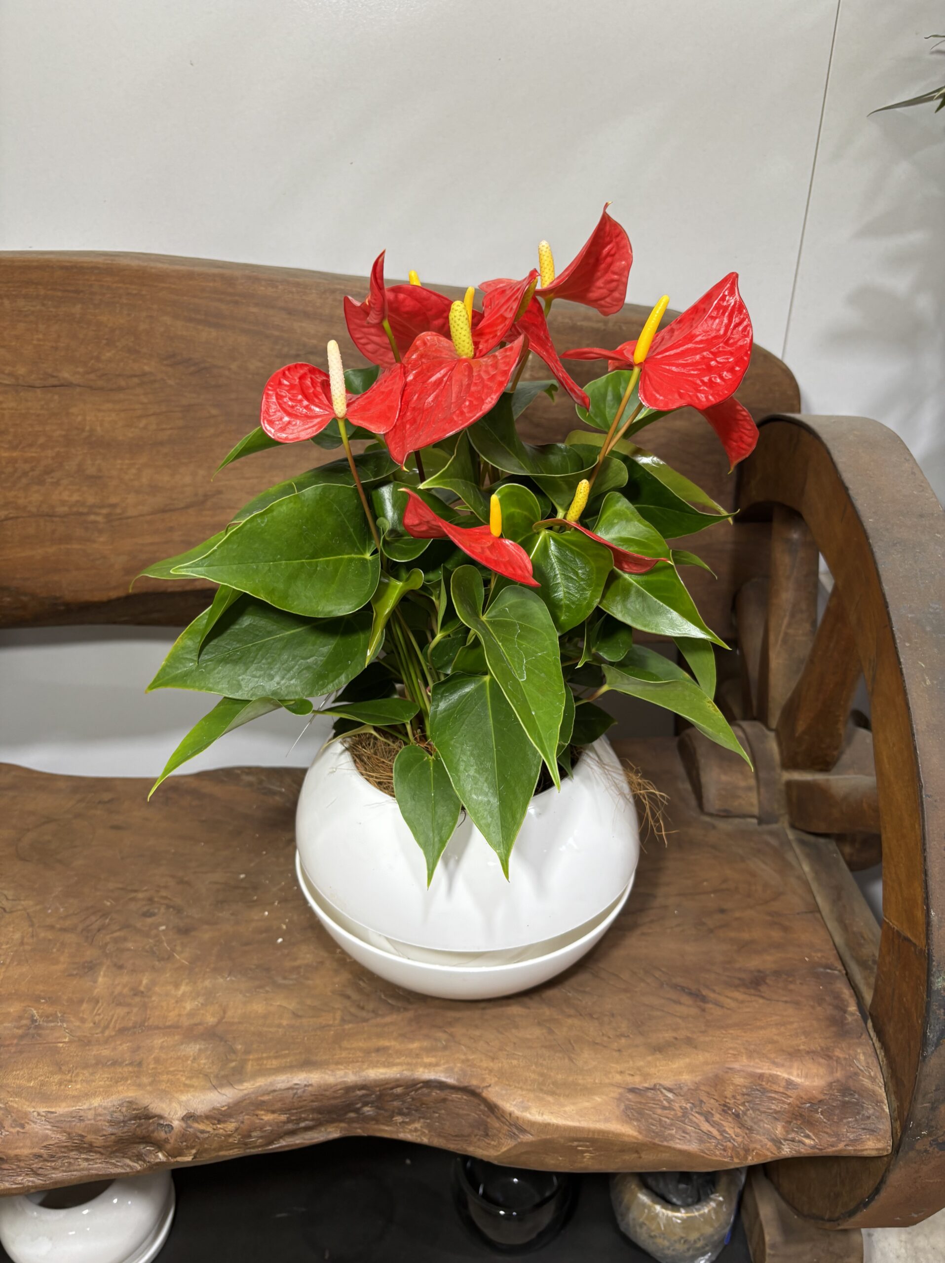 アンスリウム　MIX　６号 - 画像 (5)