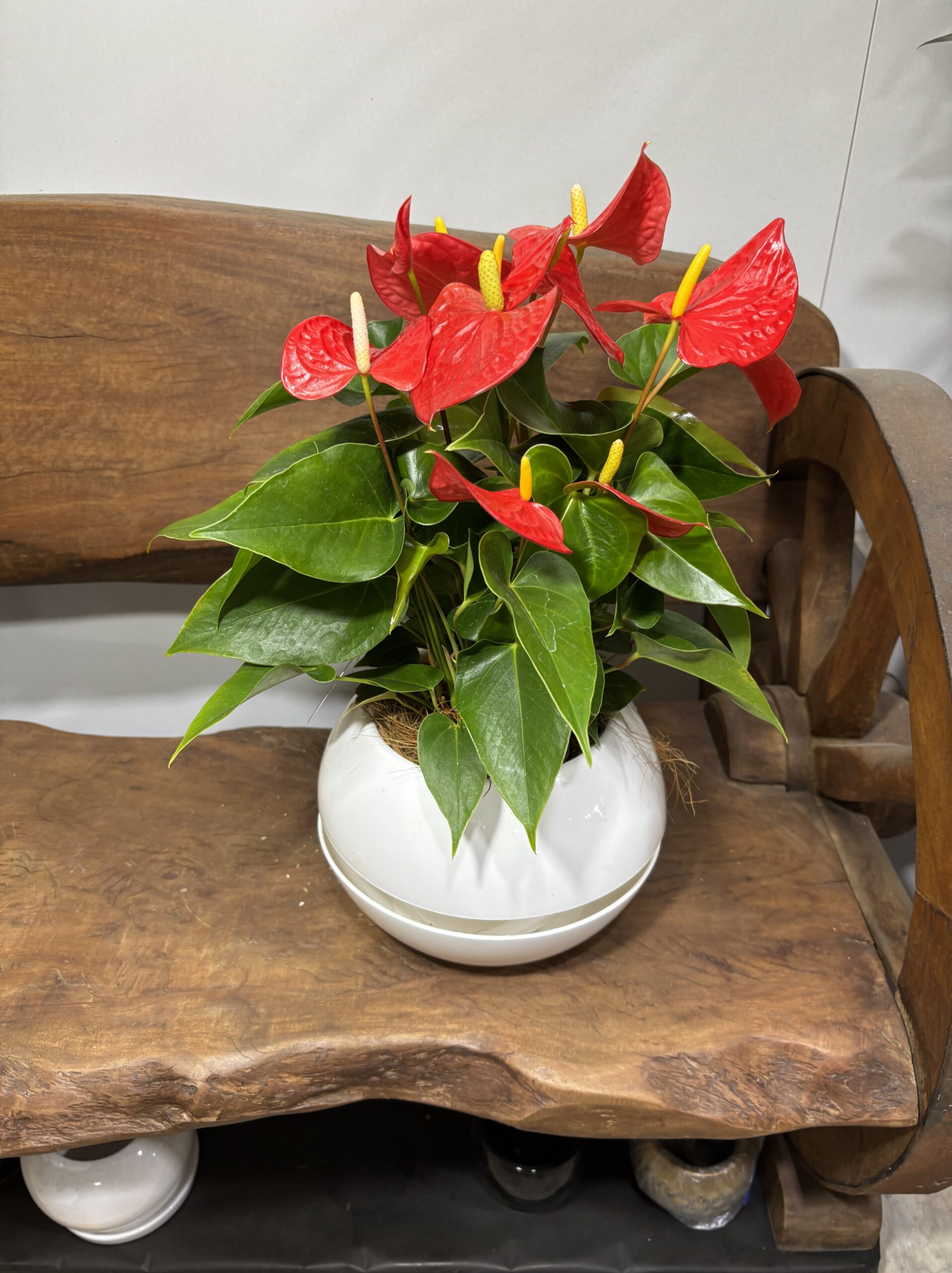 アンスリウム　MIX　６号 - 画像 (6)