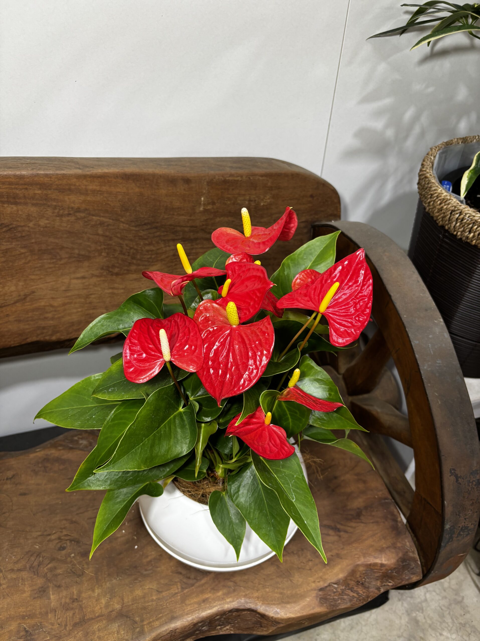 アンスリウム　MIX　６号 - 画像 (7)