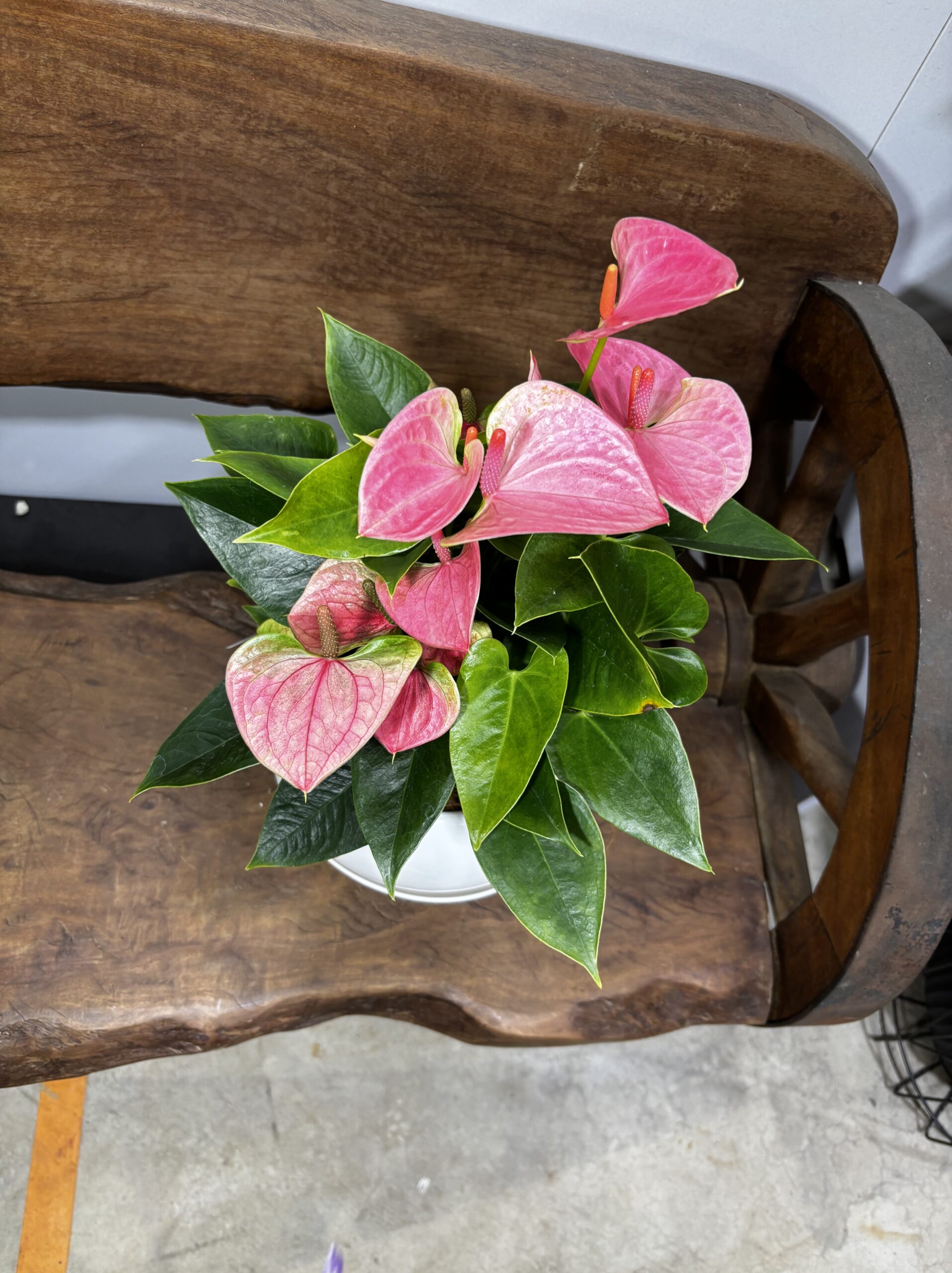 アンスリウム　MIX　６号 - 画像 (9)