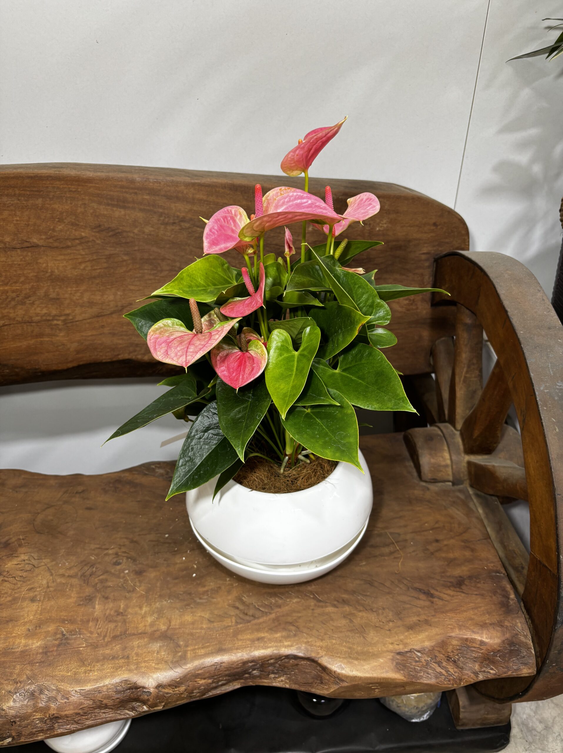 アンスリウム　MIX　６号 - 画像 (10)