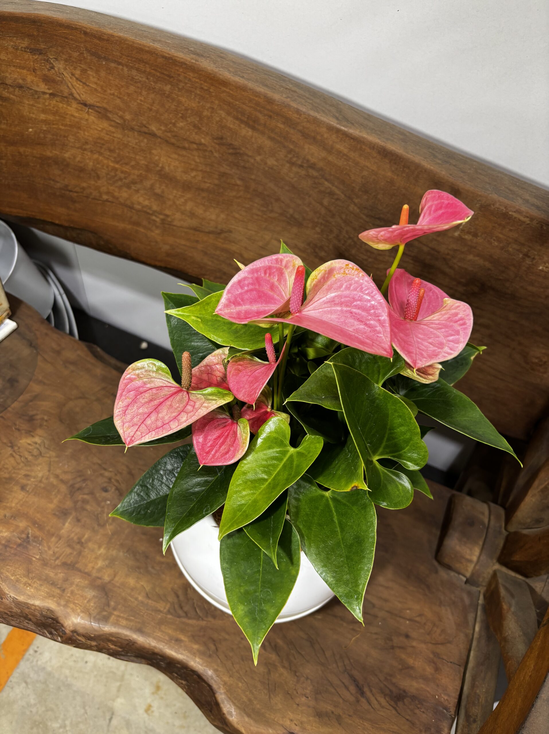 アンスリウム　MIX　６号 - 画像 (11)