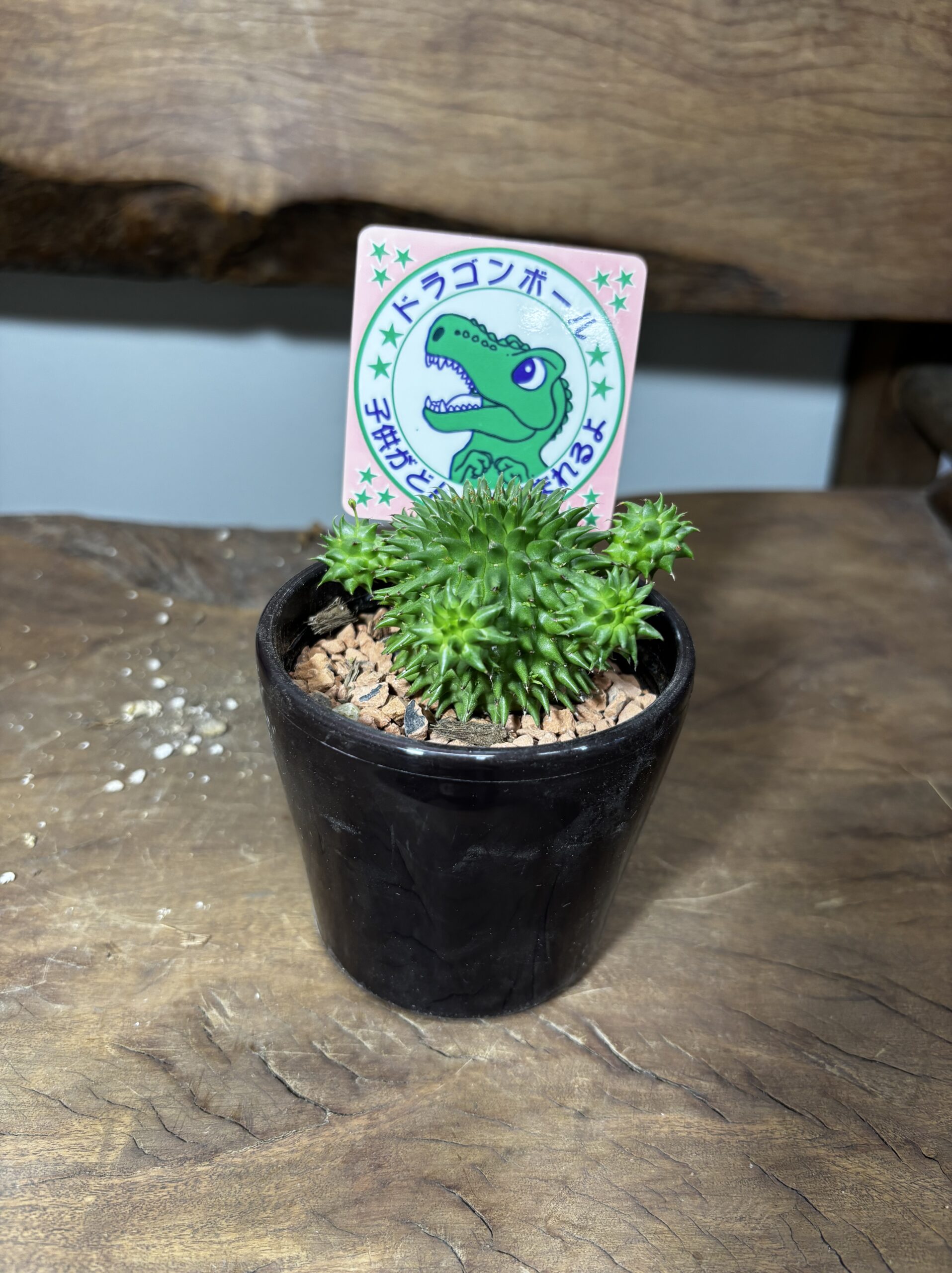 ユーフォルビア・スザンナエ　3号 - 画像 (2)