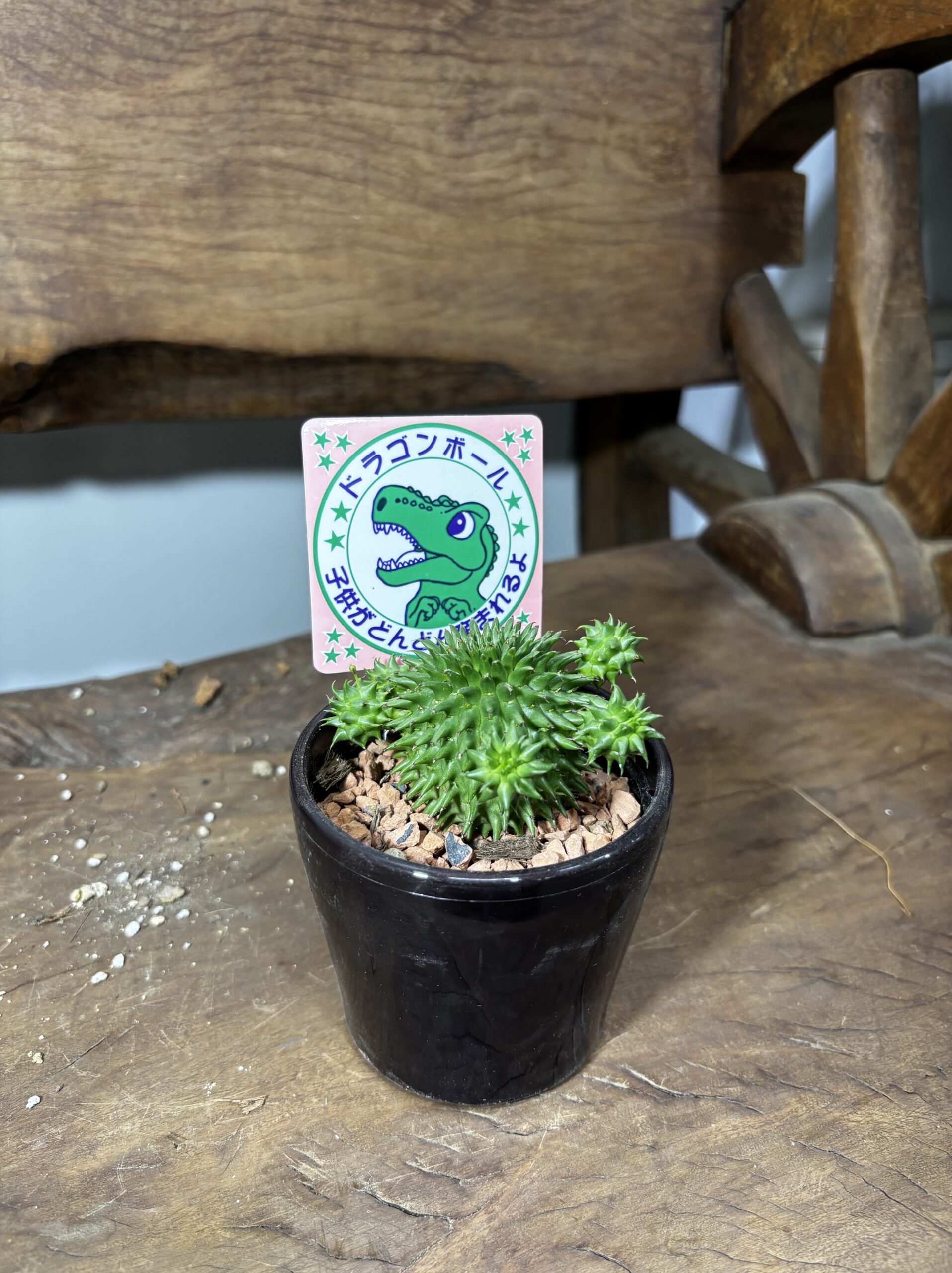 ユーフォルビア・スザンナエ　3号 - 画像 (3)