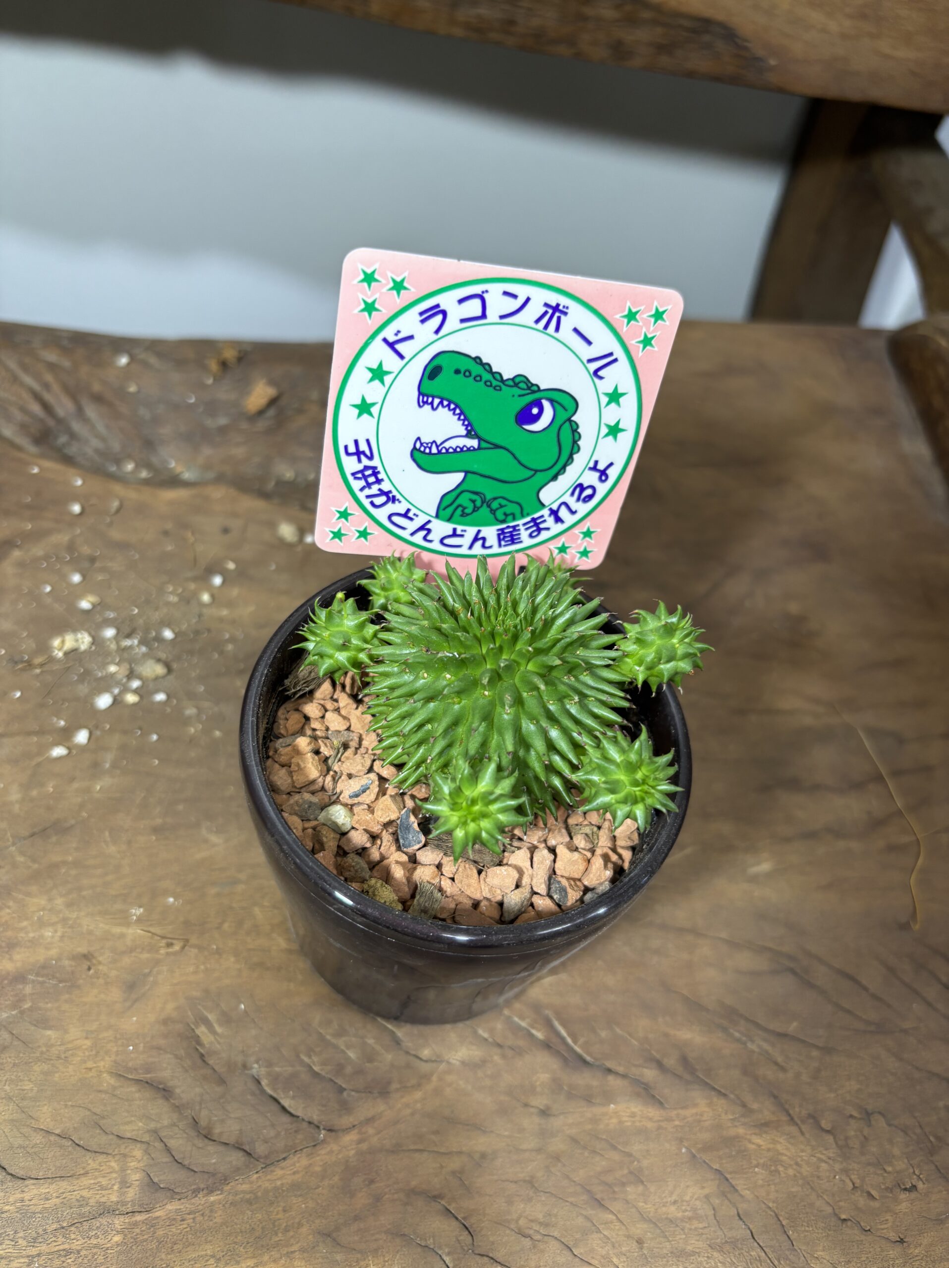 ユーフォルビア・スザンナエ　3号 - 画像 (4)