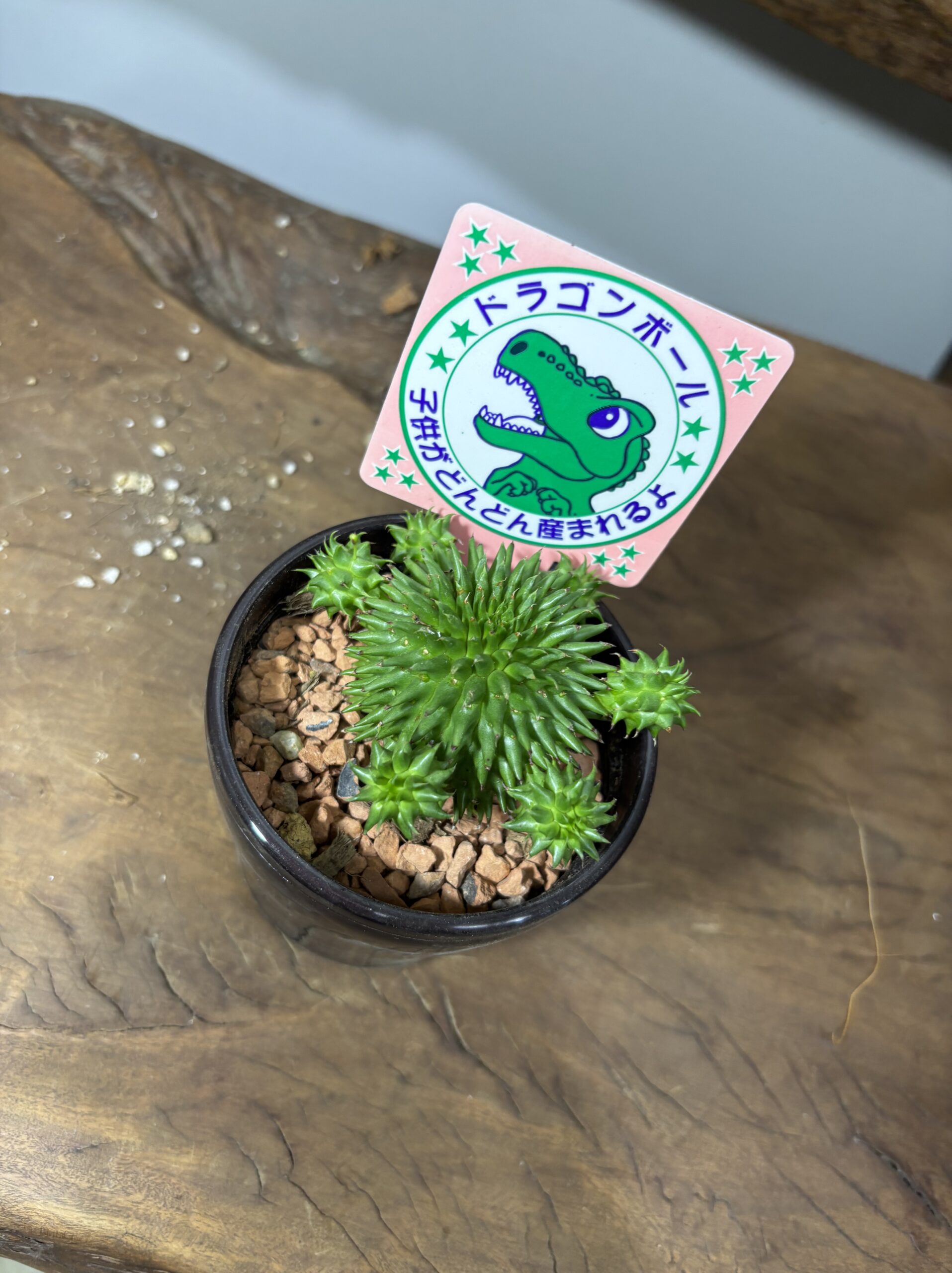 ユーフォルビア・スザンナエ　3号 - 画像 (5)