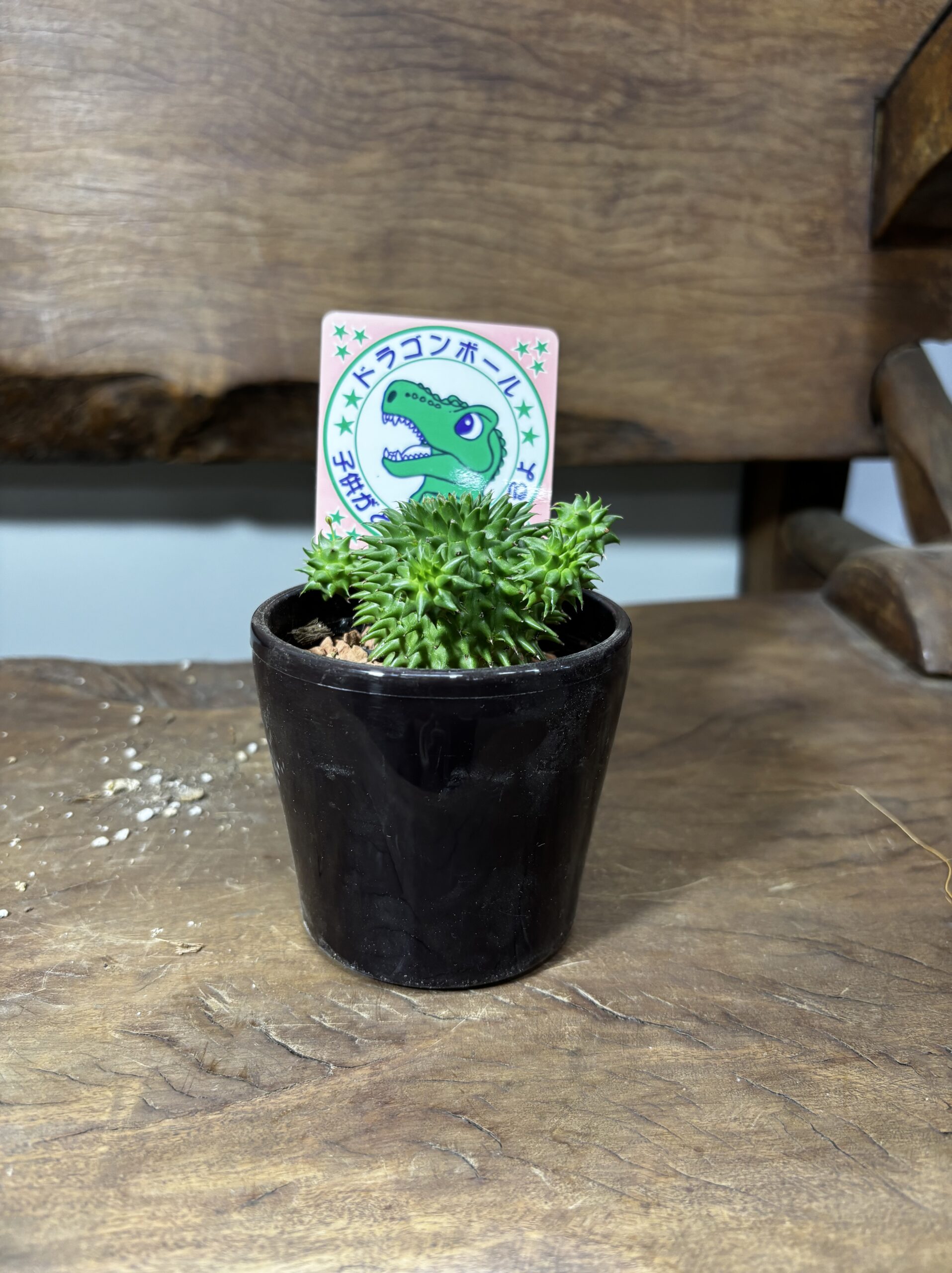 ユーフォルビア・スザンナエ　3号 - 画像 (6)