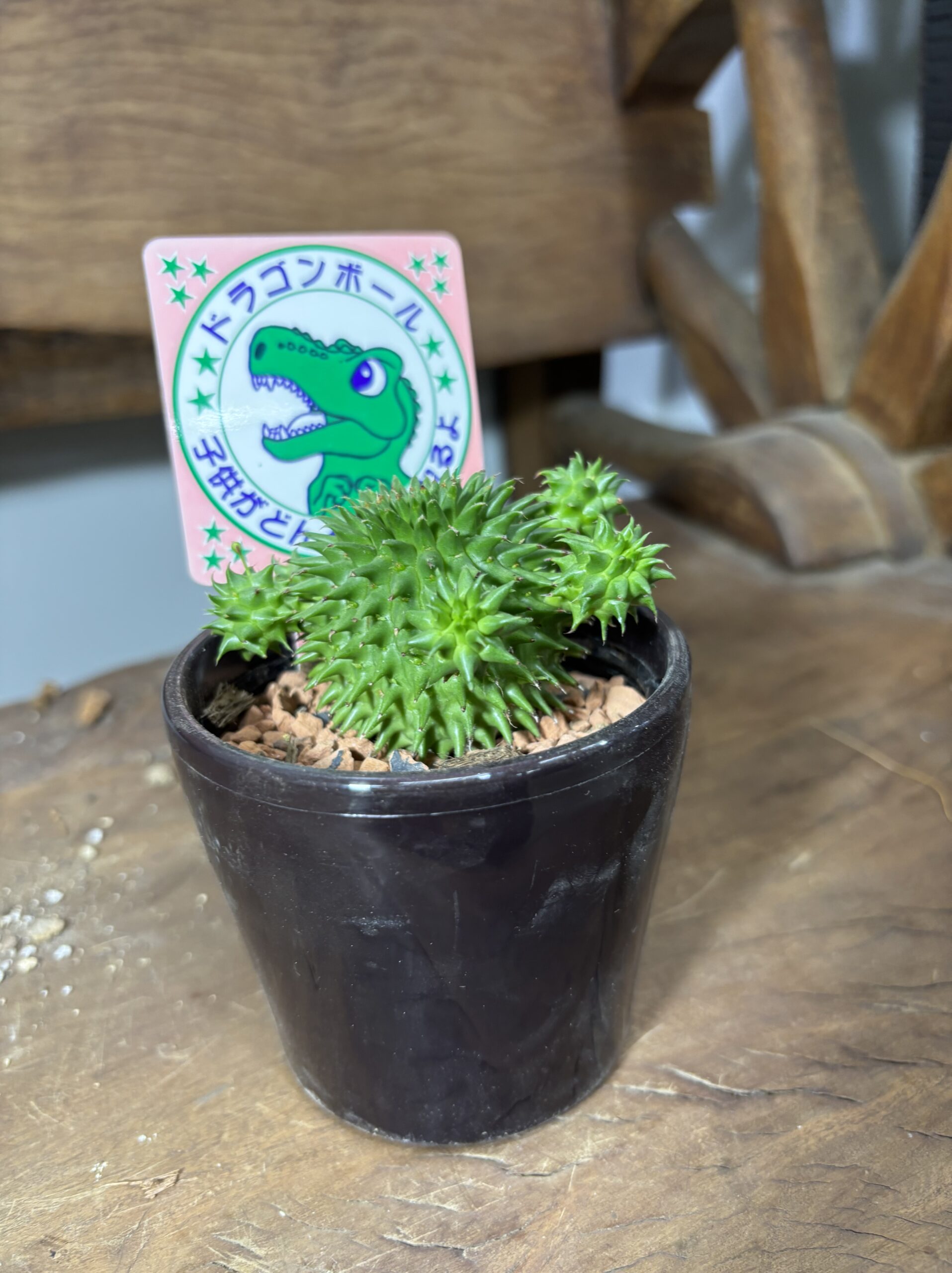 ユーフォルビア・スザンナエ 3号