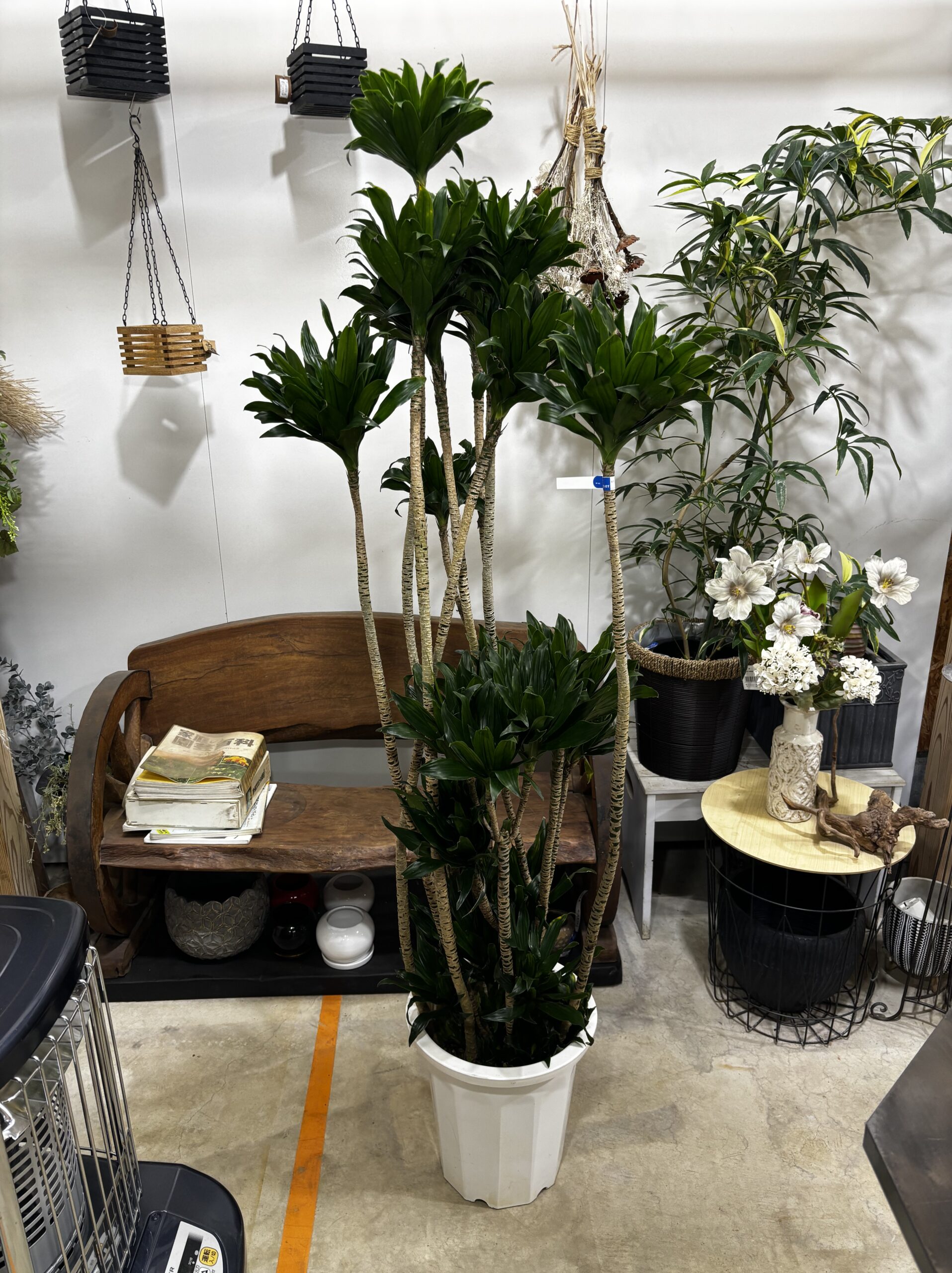 ドラセナ・コンパクタ　尺鉢 - 画像 (3)