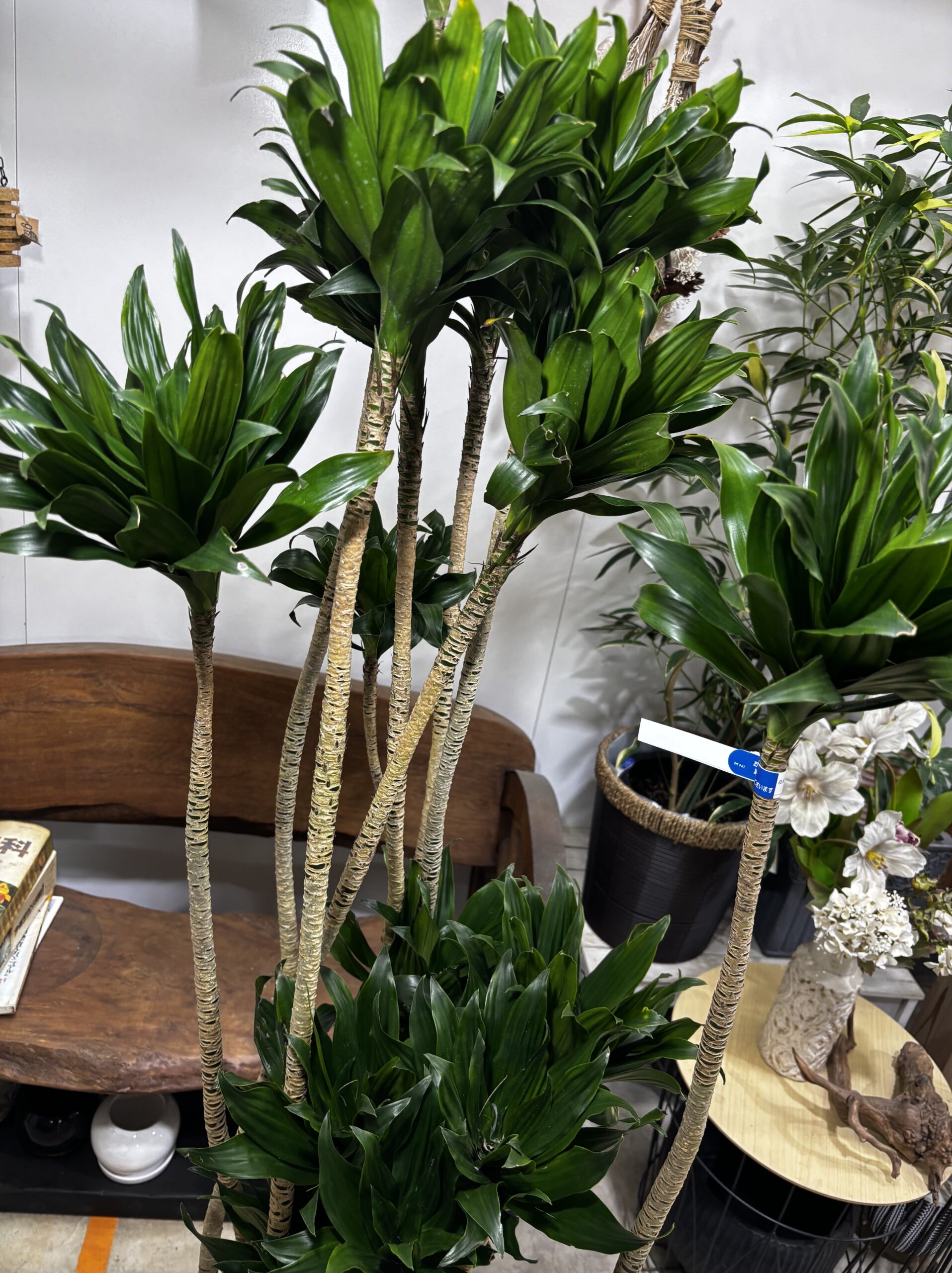 ドラセナ・コンパクタ　尺鉢 - 画像 (4)