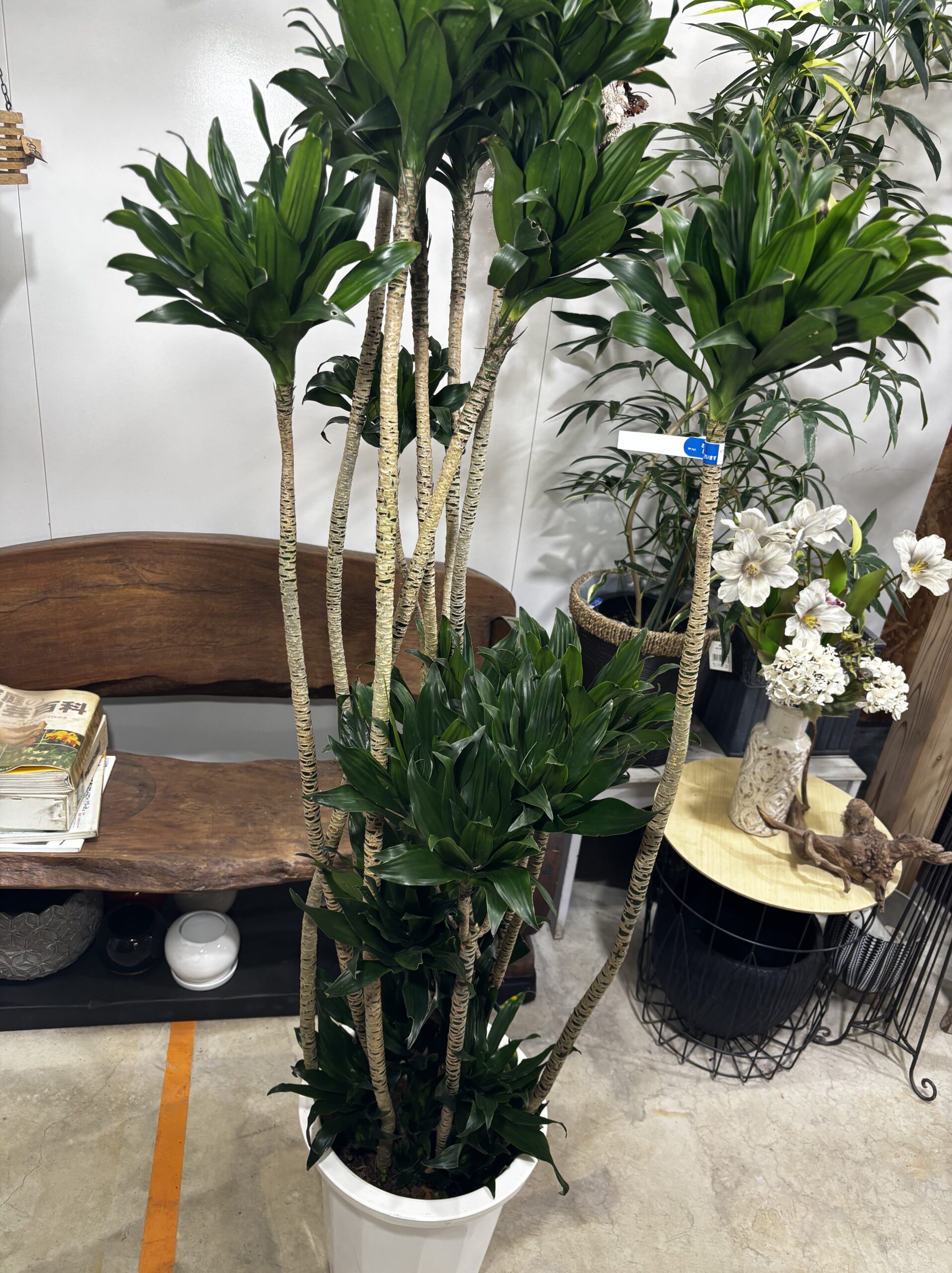 ドラセナ・コンパクタ 尺鉢