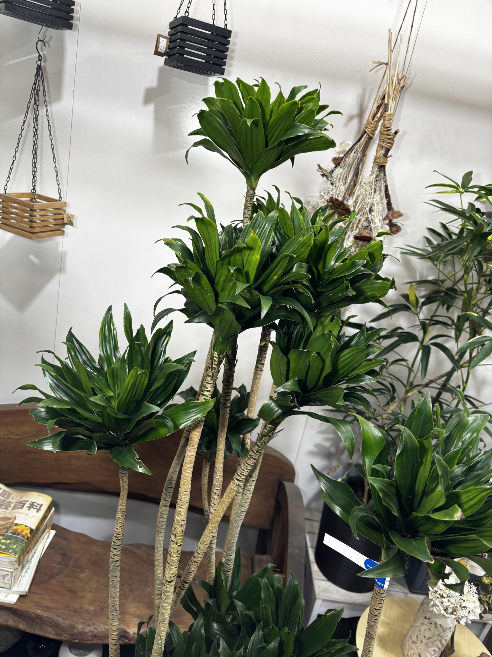 ドラセナ・コンパクタ　尺鉢 - 画像 (6)