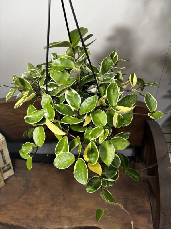 ホヤ・カルノーサ 吊り鉢 | Plants Shop Big Smile 通販