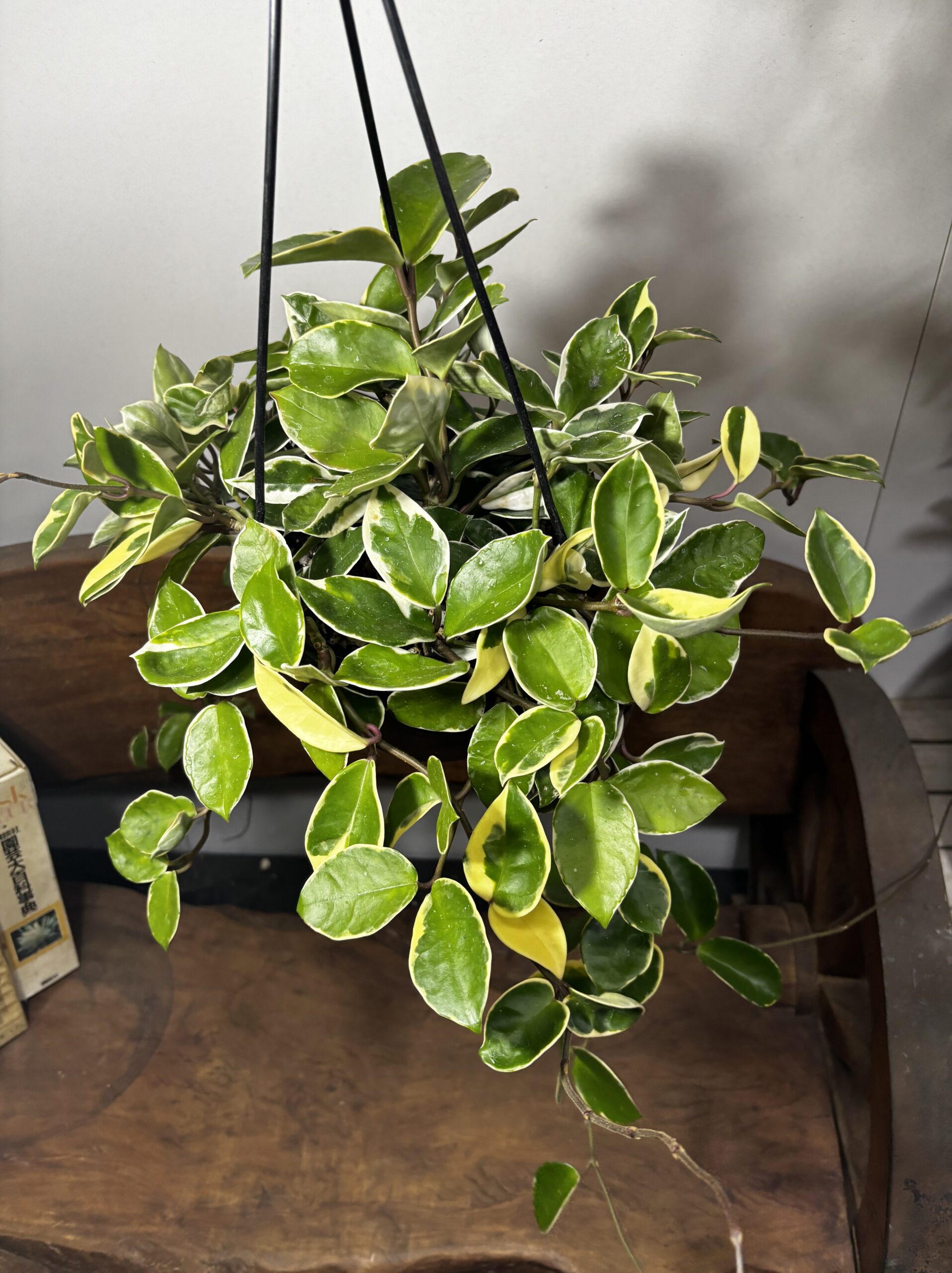 ホヤ・カルノーサ 吊り鉢