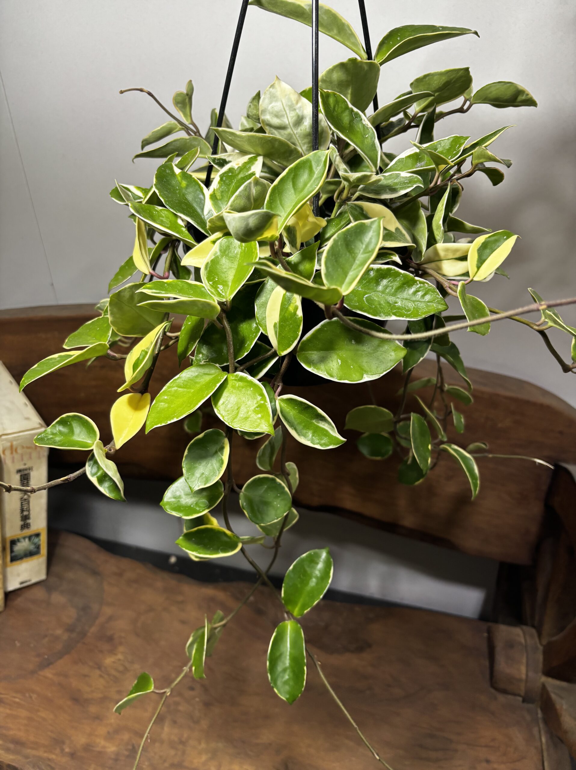 ホヤ・カルノーサ　吊り鉢 - 画像 (2)