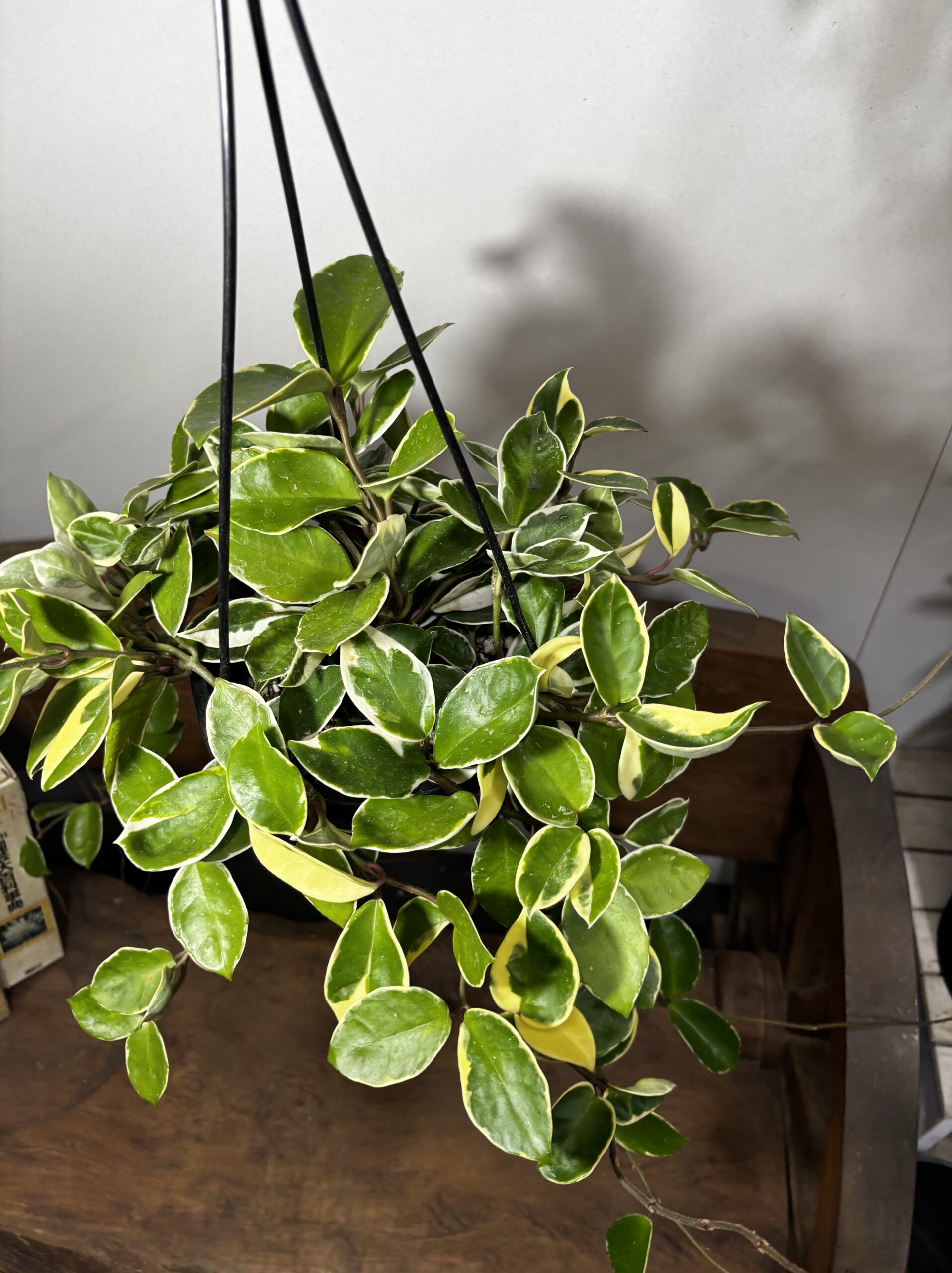 ホヤ・カルノーサ　吊り鉢 - 画像 (3)