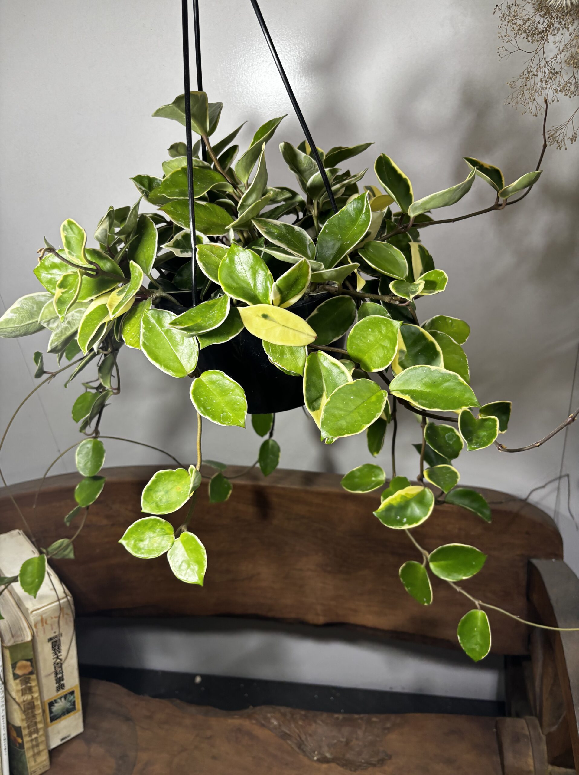 ホヤ・カルノーサ　吊り鉢 - 画像 (4)