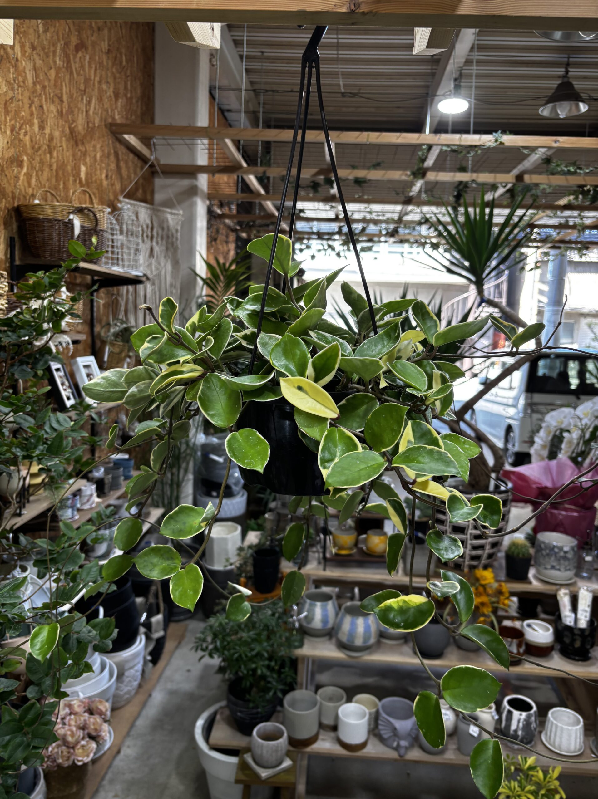 ホヤ・カルノーサ　吊り鉢 - 画像 (5)