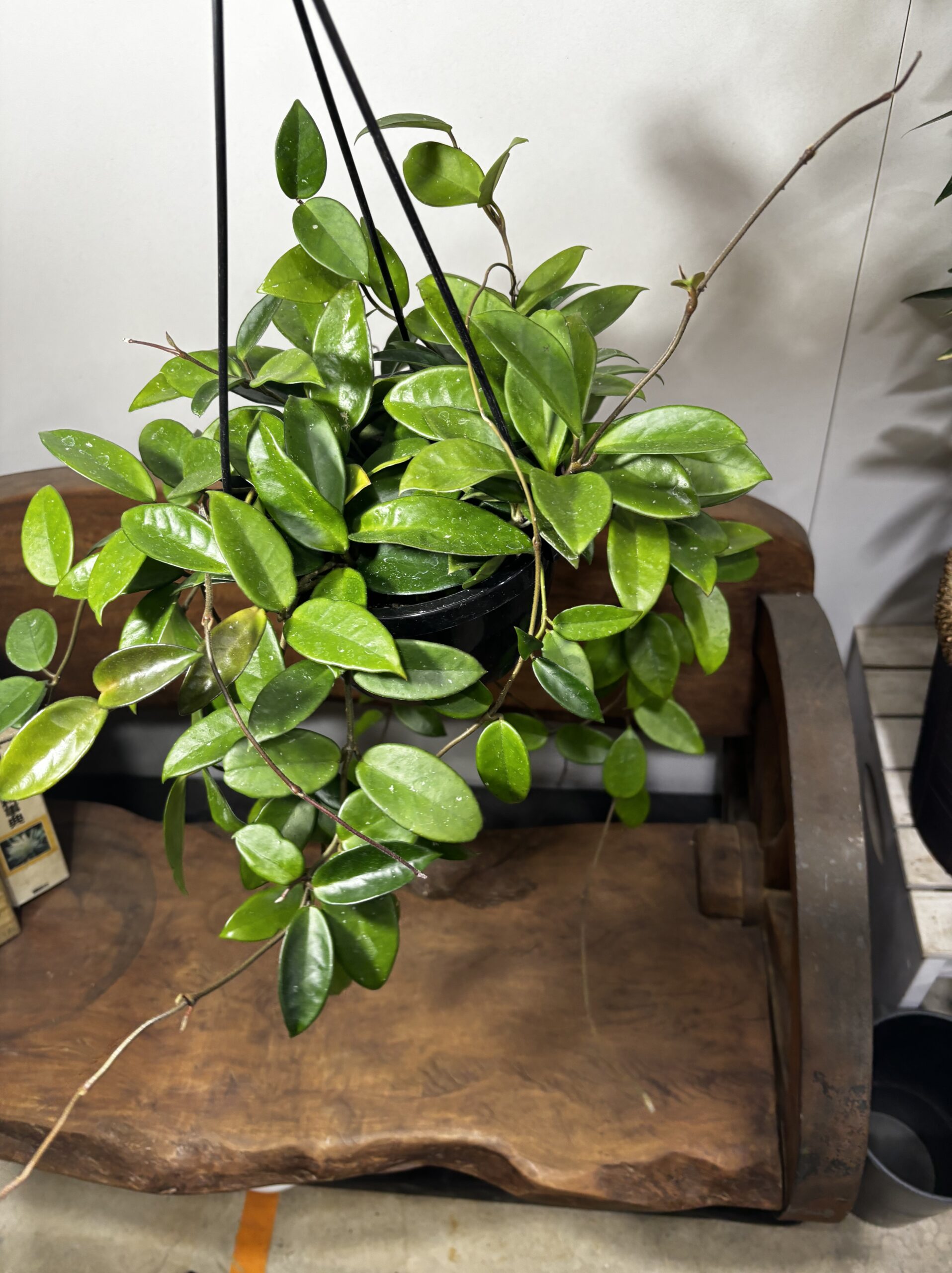 ホヤ・カルノーサ　吊り鉢 - 画像 (6)